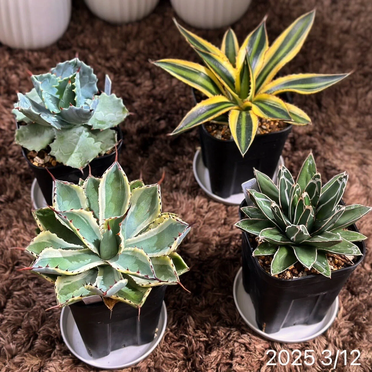 ダイソーで買ったアガベのその後｜暇人