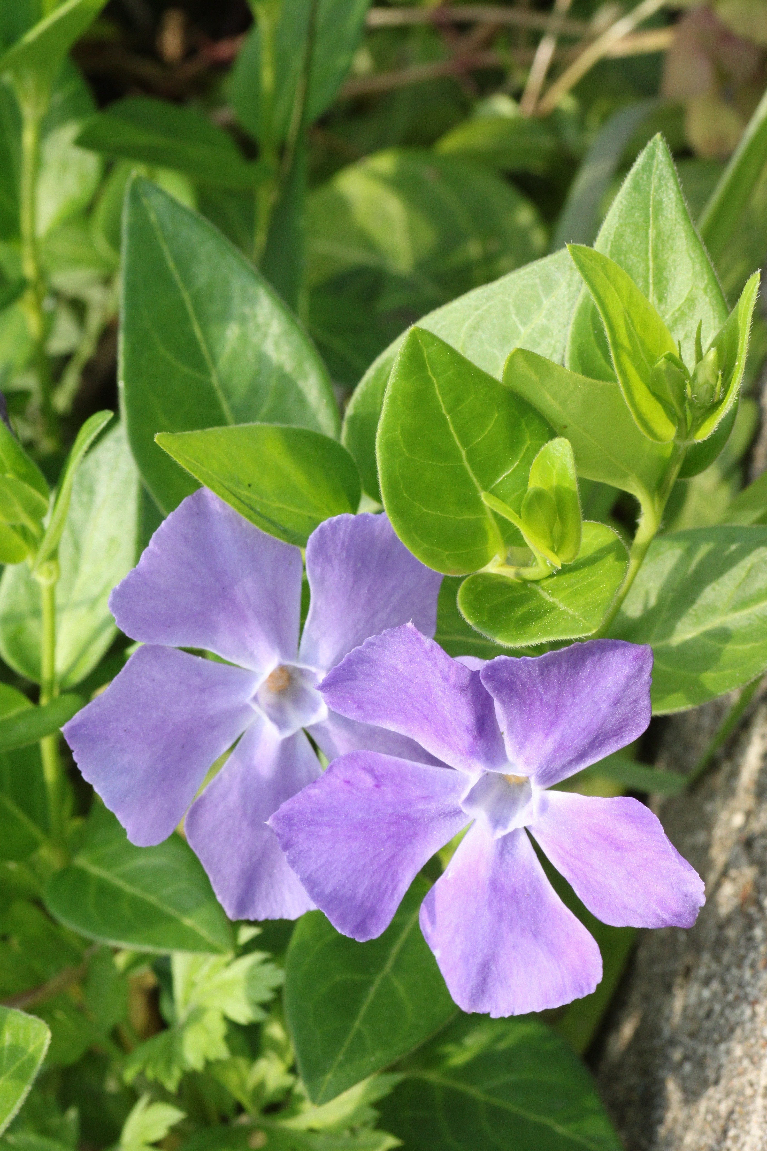 ビンカと元ビンカ 花の名は。Vol.39｜新井裕之（StudioA）