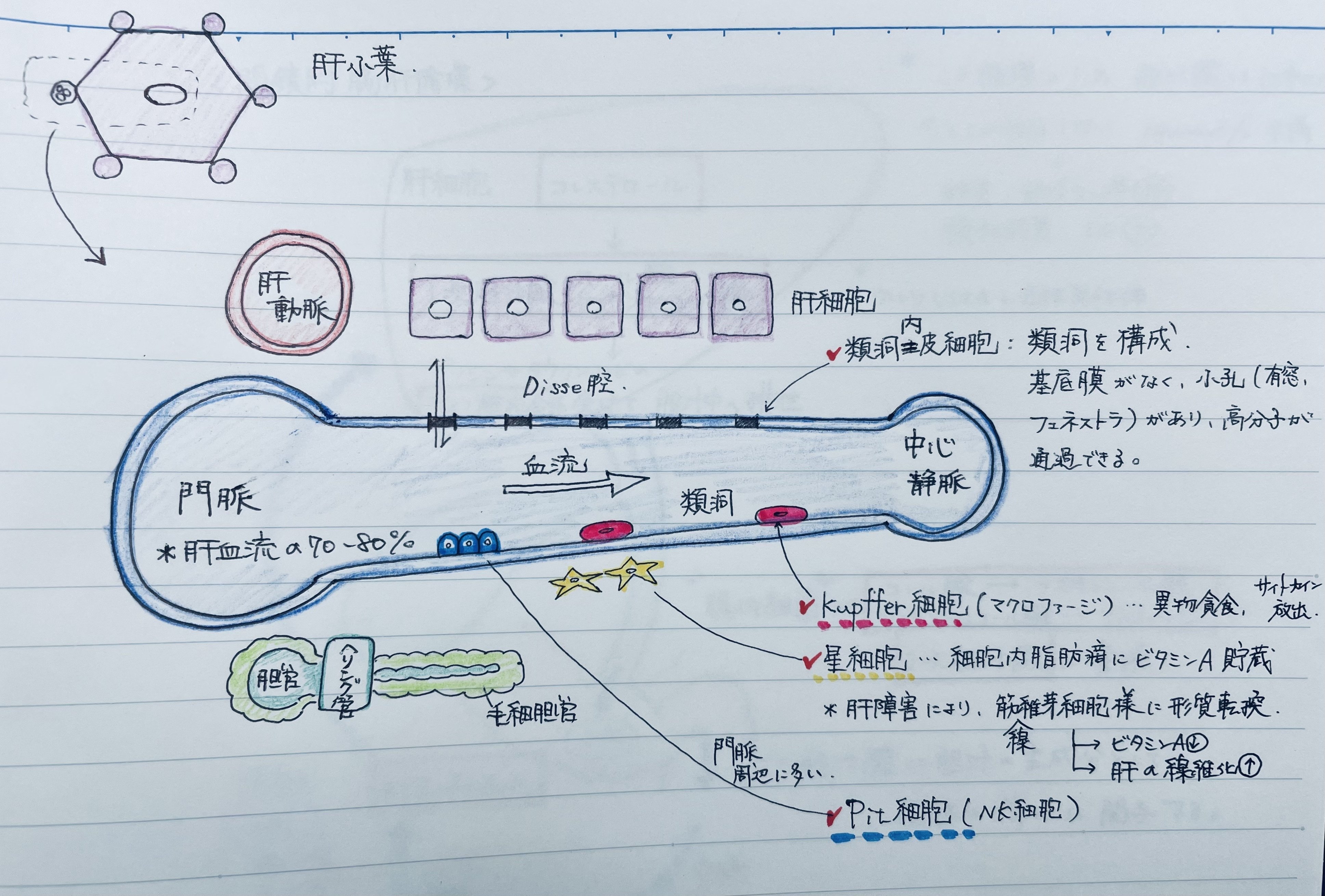 2025年度] --肝臓学会専門医 試験対策--｜かまみむかもめ