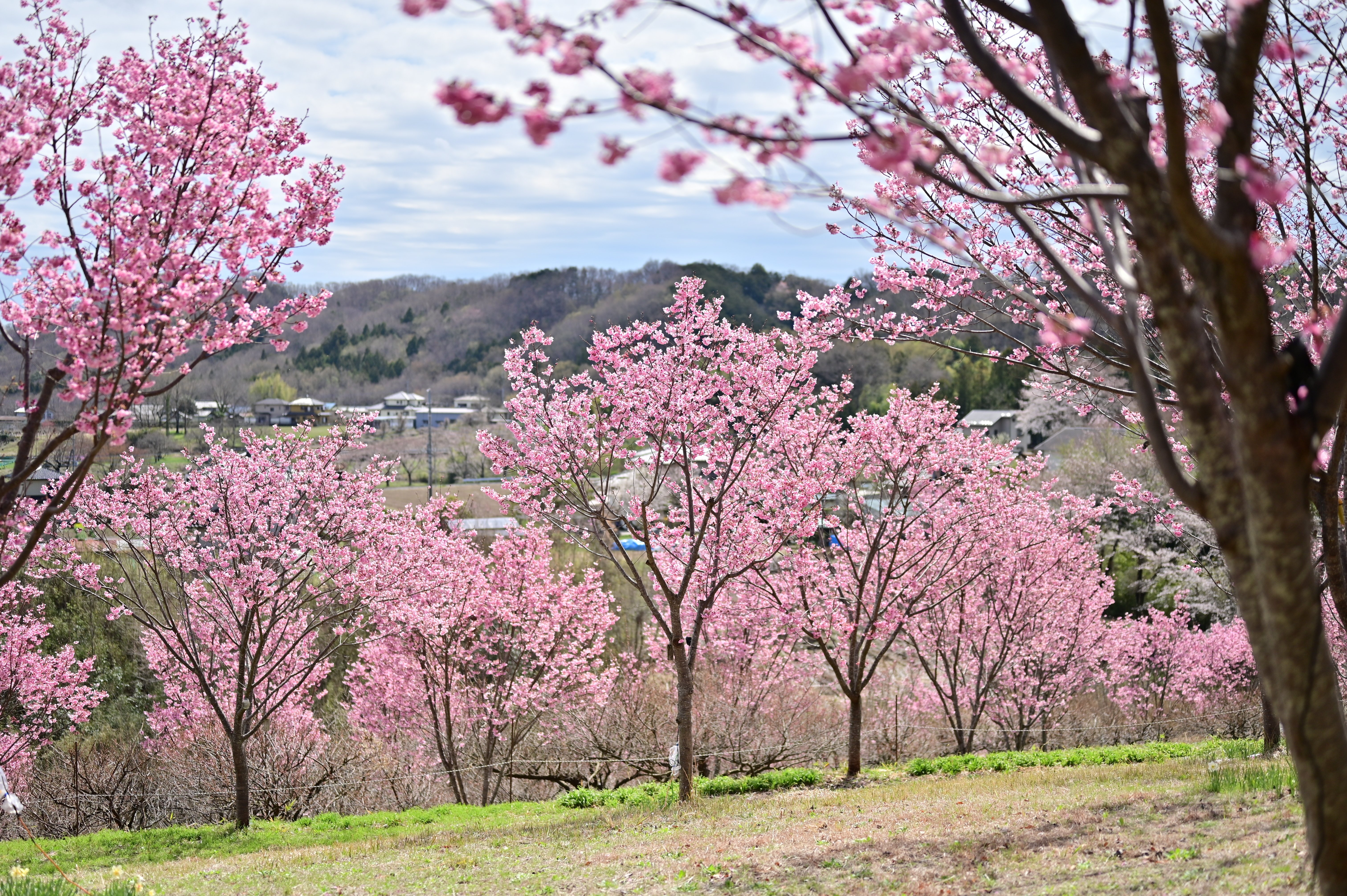 一年中桜に出会える町」を目指して｜寄居まちづくりNOTE