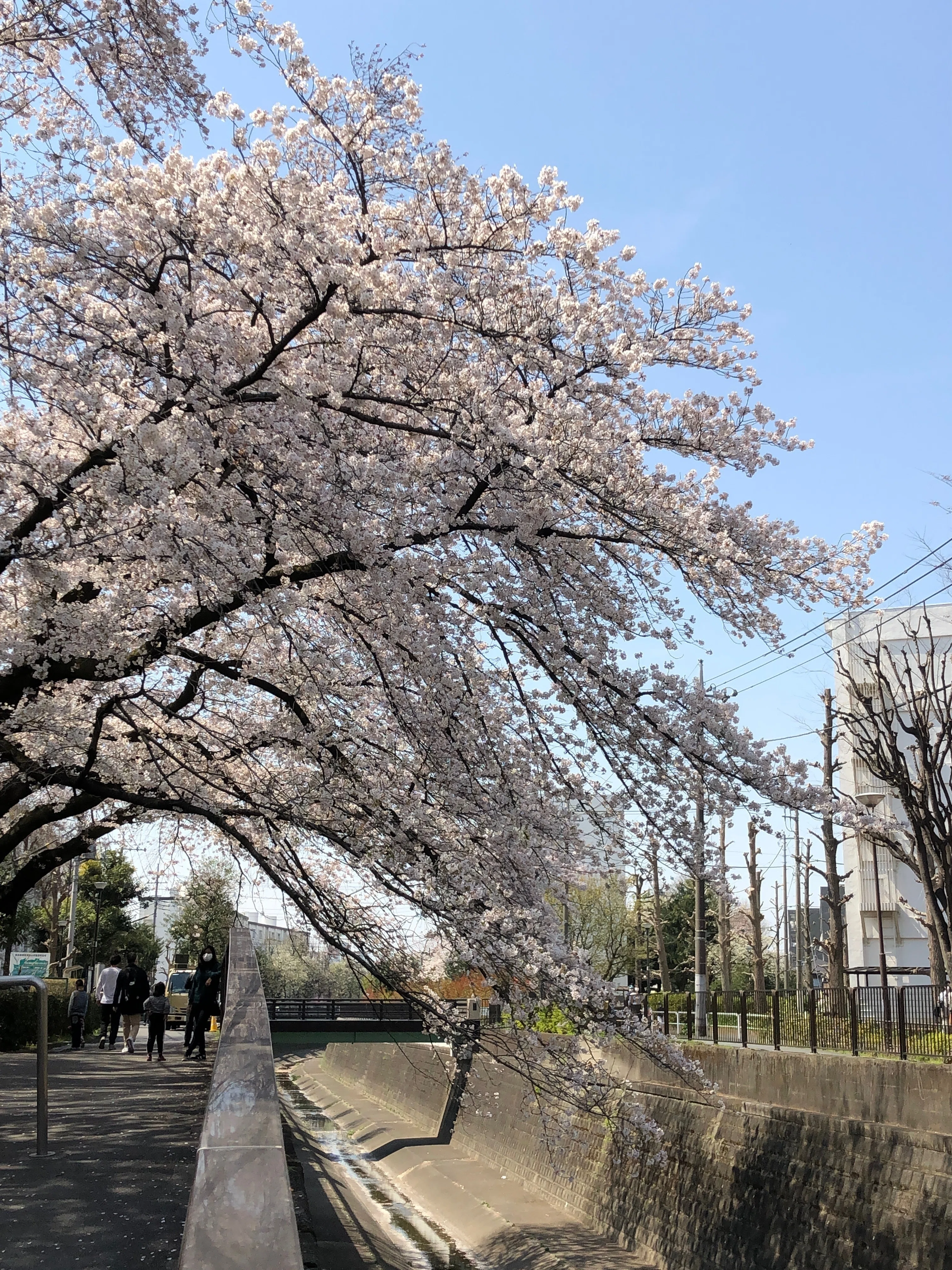 妙正寺川を歩く｜虹のち晴