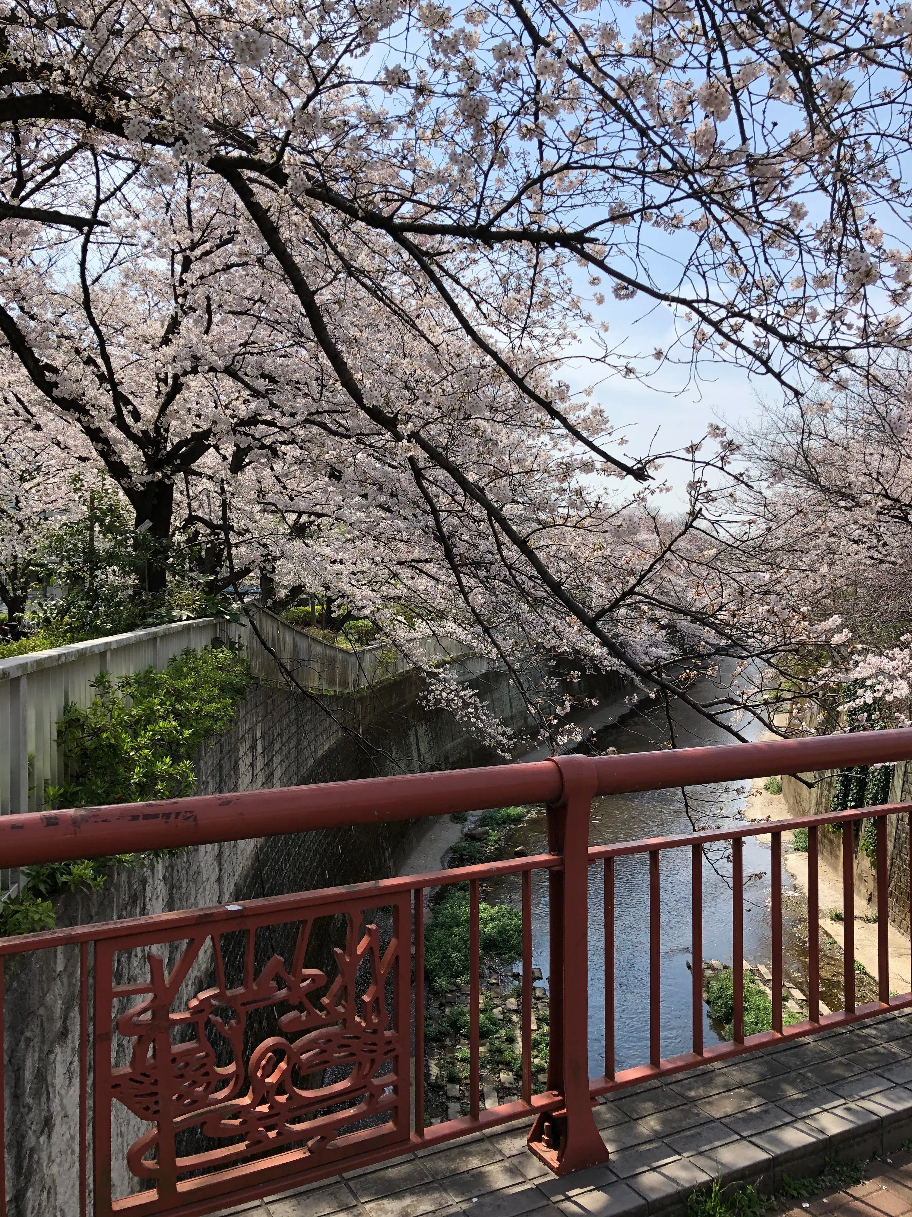 妙正寺川を歩く｜虹のち晴