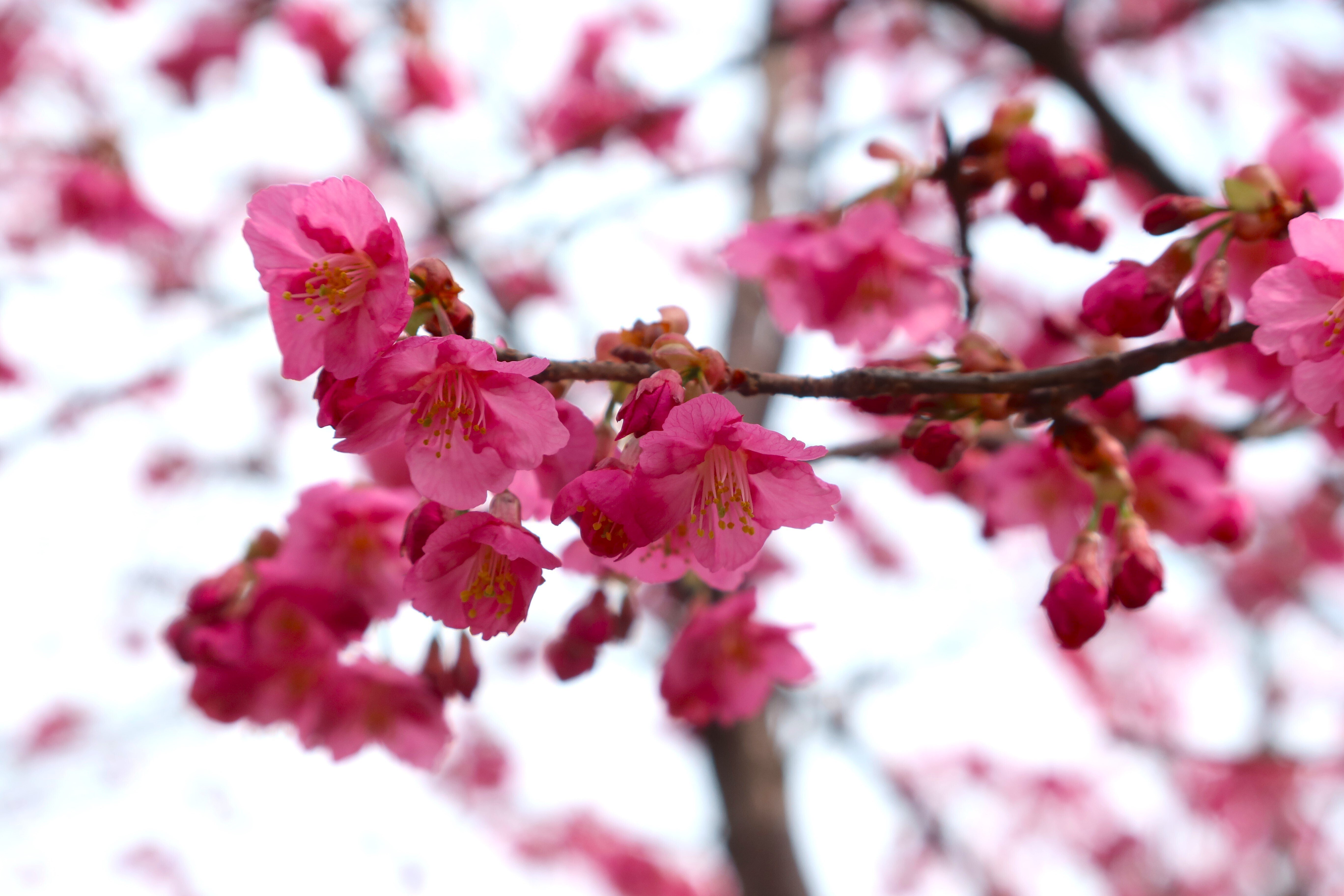 オカメザクラ（阿亀桜）｜kazaoka