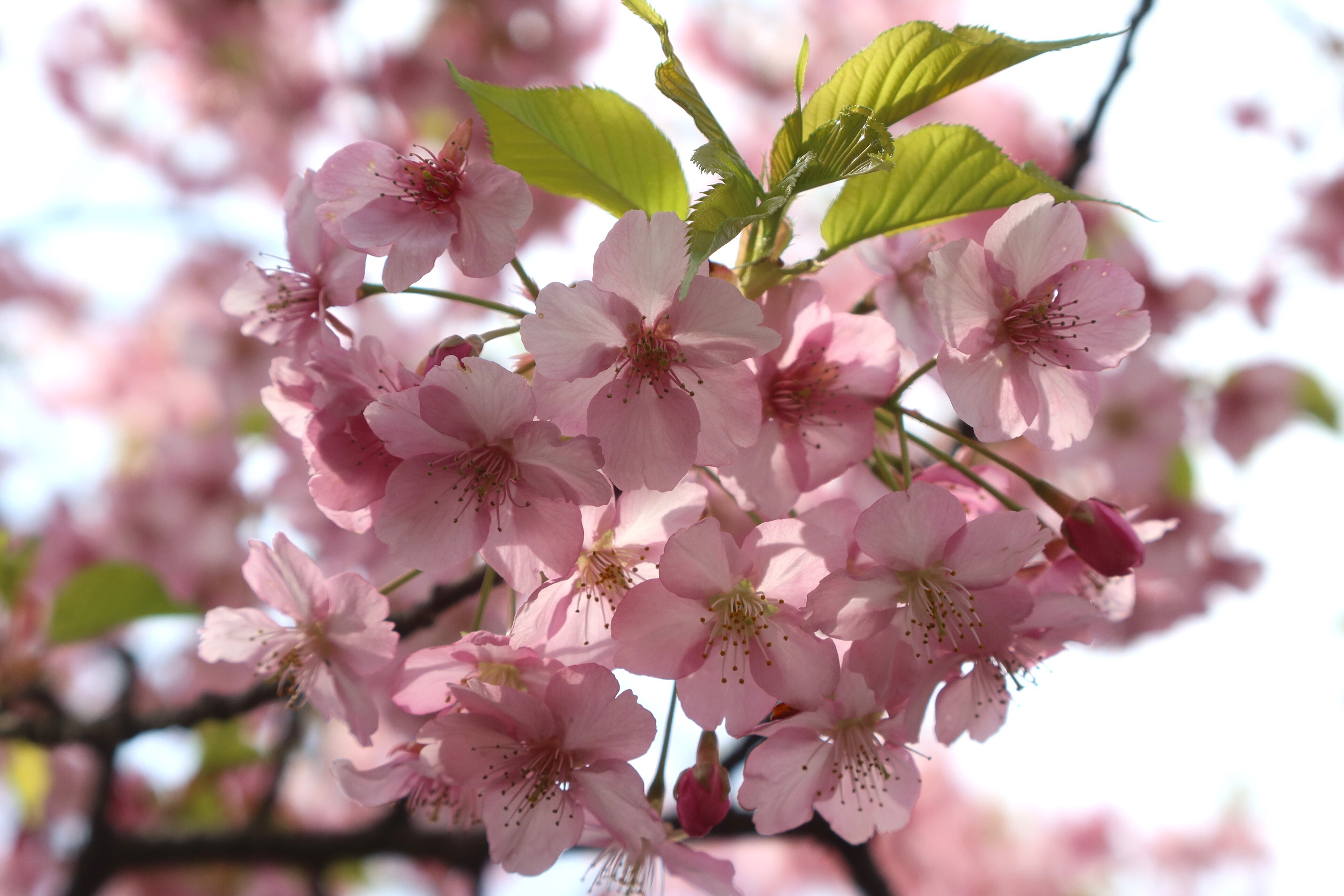 bird/ 桜 Bird – 桜 – Vinyl (12