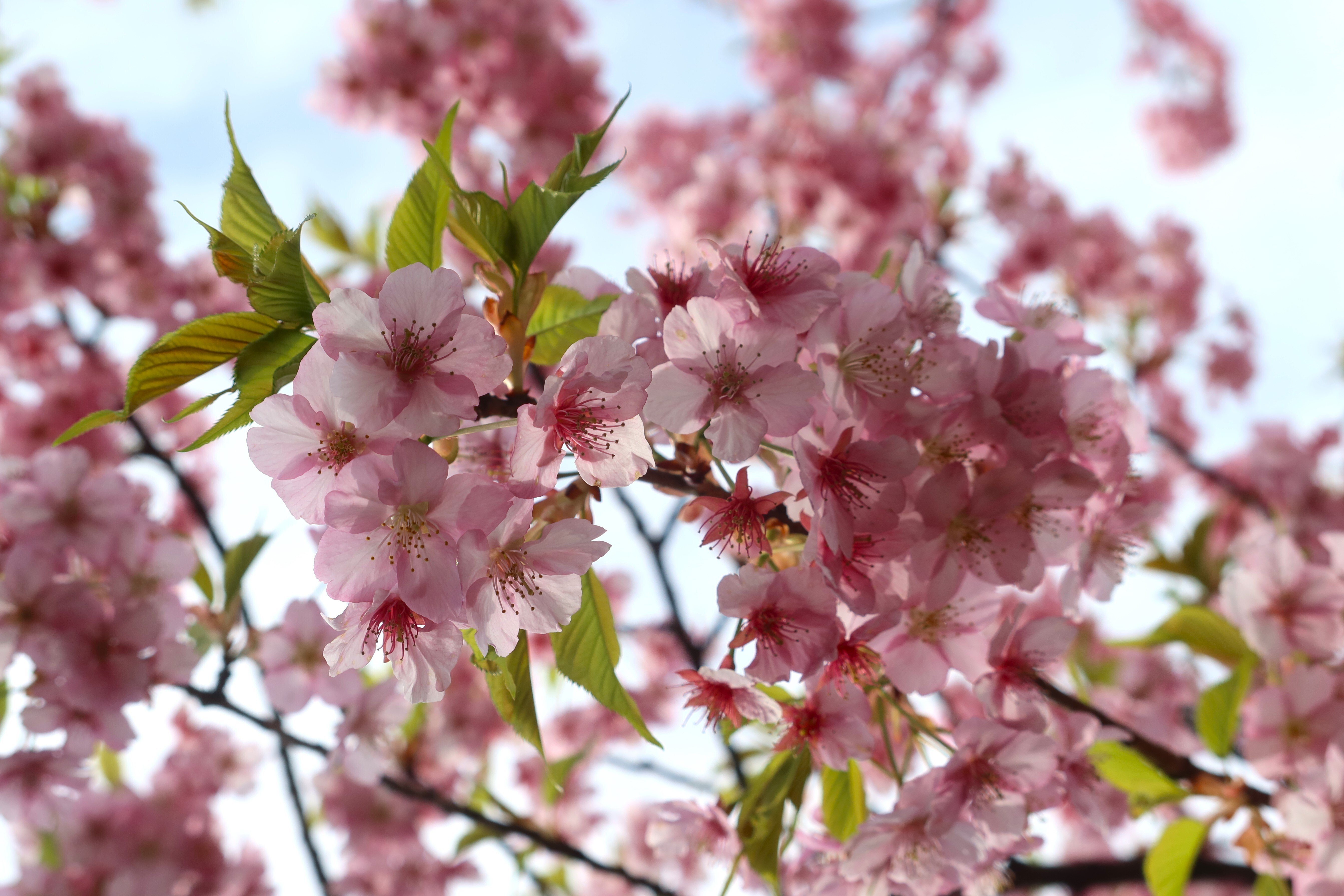 ピンクオパール龍亀♡桜♡♡No.2207 Amazon.co.jp: 天然石 ピンクオパール 手彫 ロングイ 龍亀