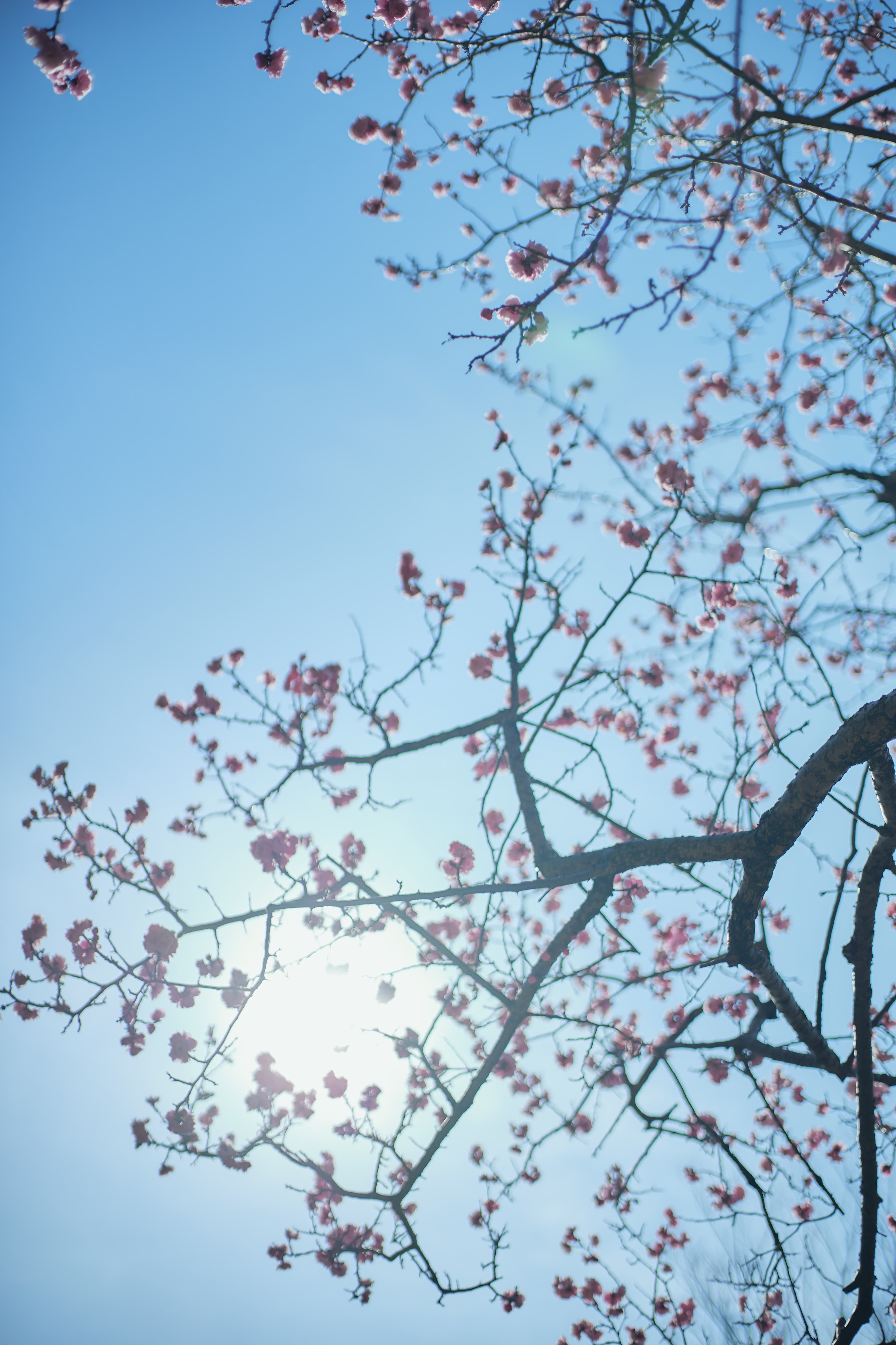 梅の花の写真。出産で写真を撮れなかった間も、世界はずっと美しかった