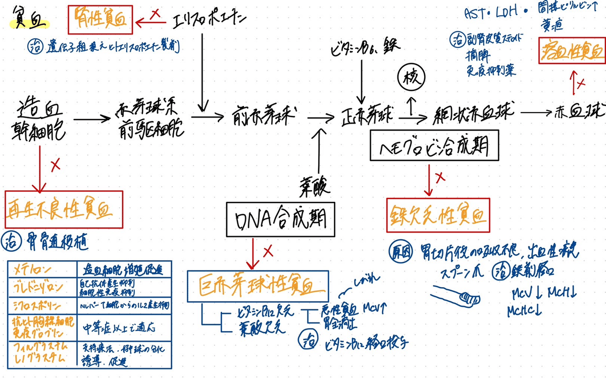 薬学部] CBT/OSCE 合格体験記｜ミリ