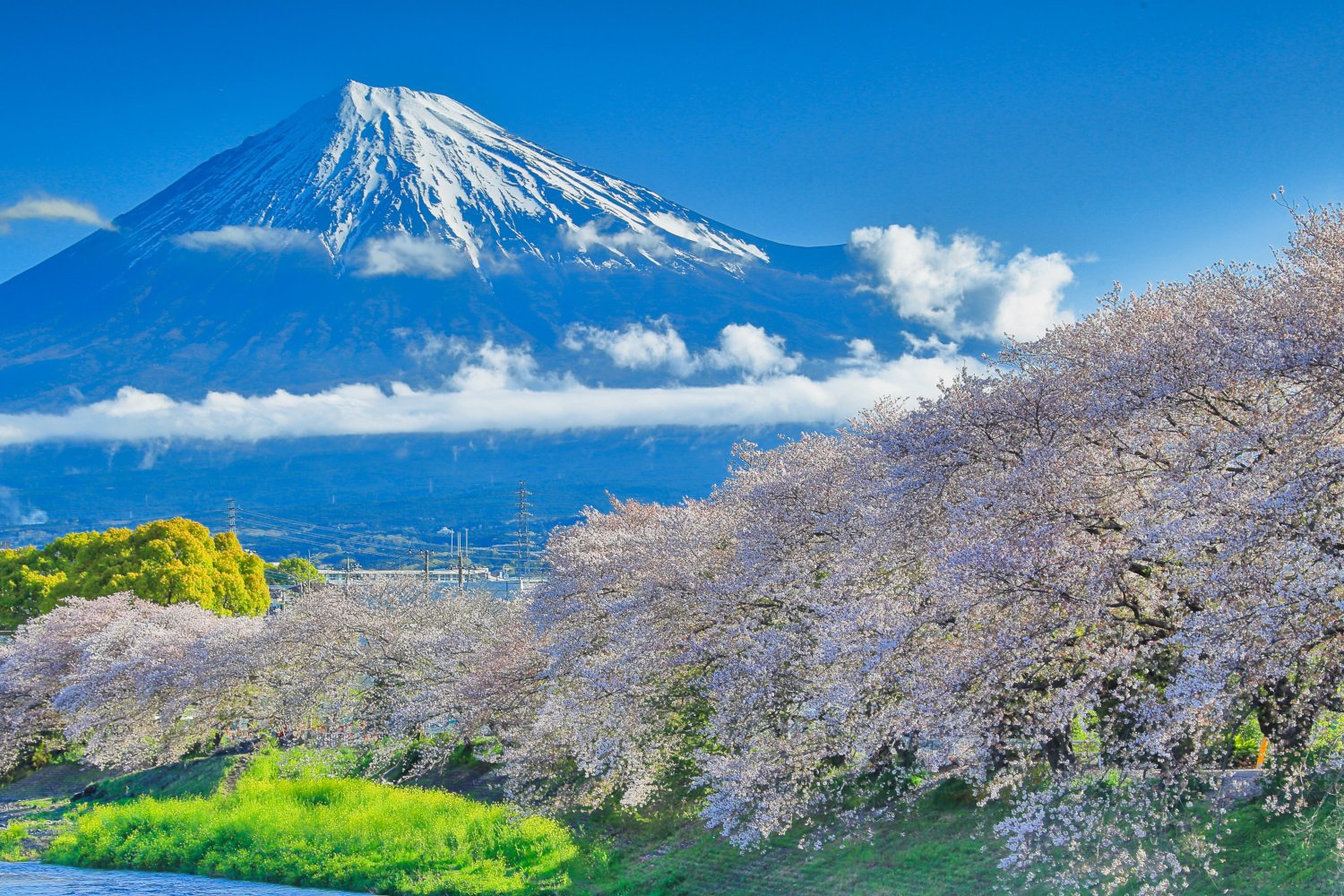 ❤️様❀7龍の集い晴青富士山奇跡❀ 龍厳淵の桜並木｜trpe