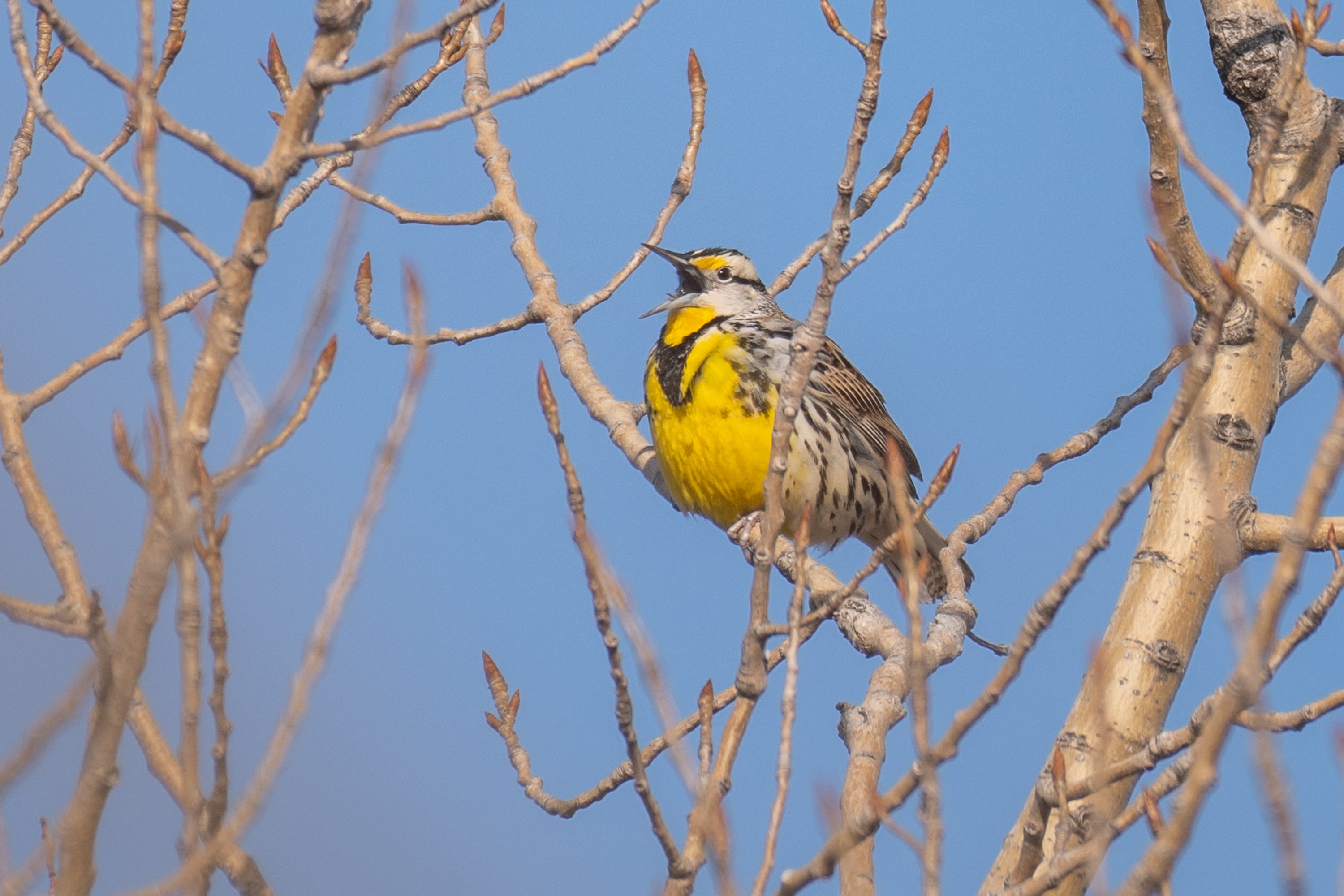 シカゴでバードウォッチング！】Meadowlark｜ローリー