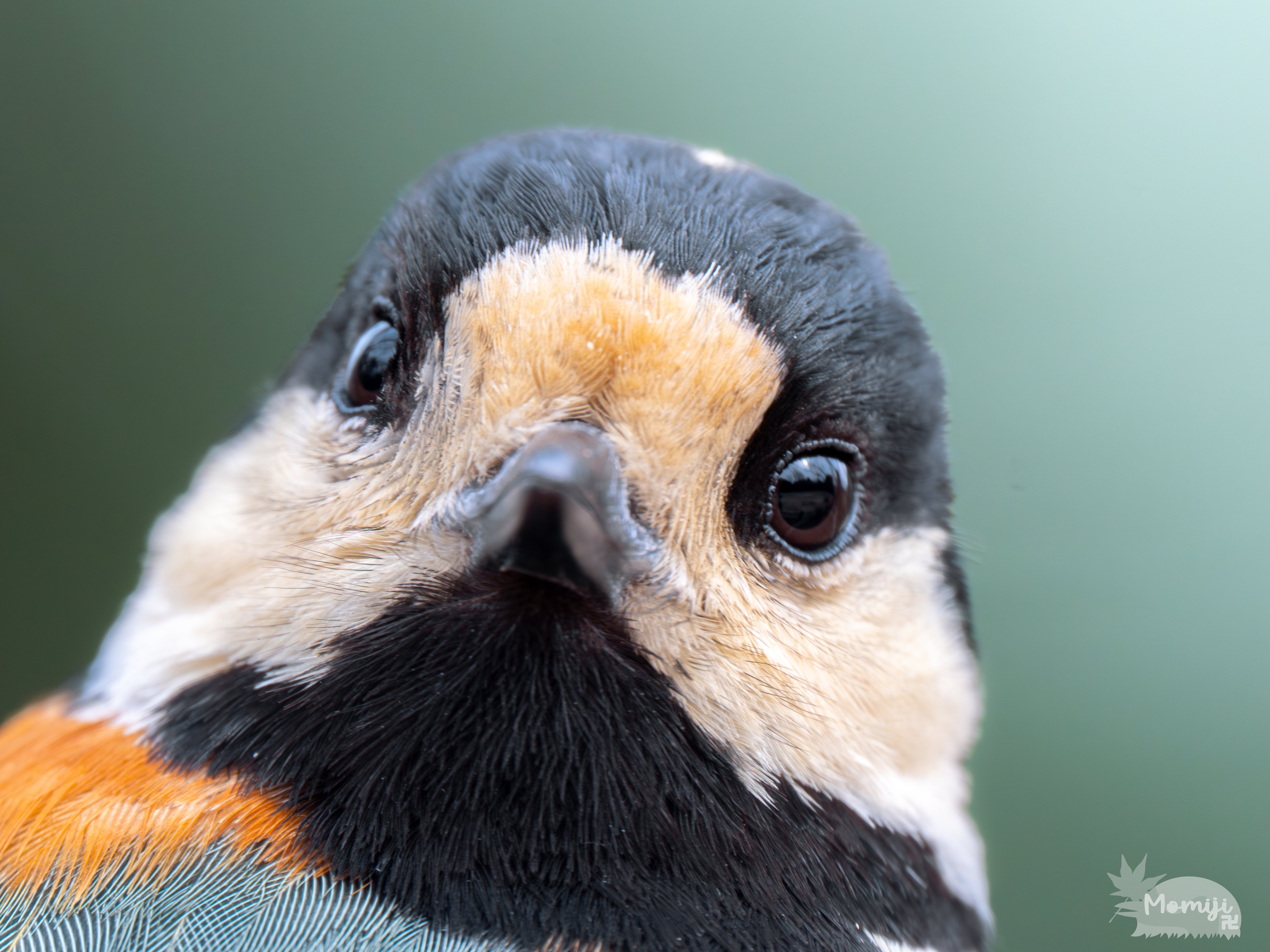 みんなが見落としているOM SYSTEM最強の超望遠ズームレンズの最大