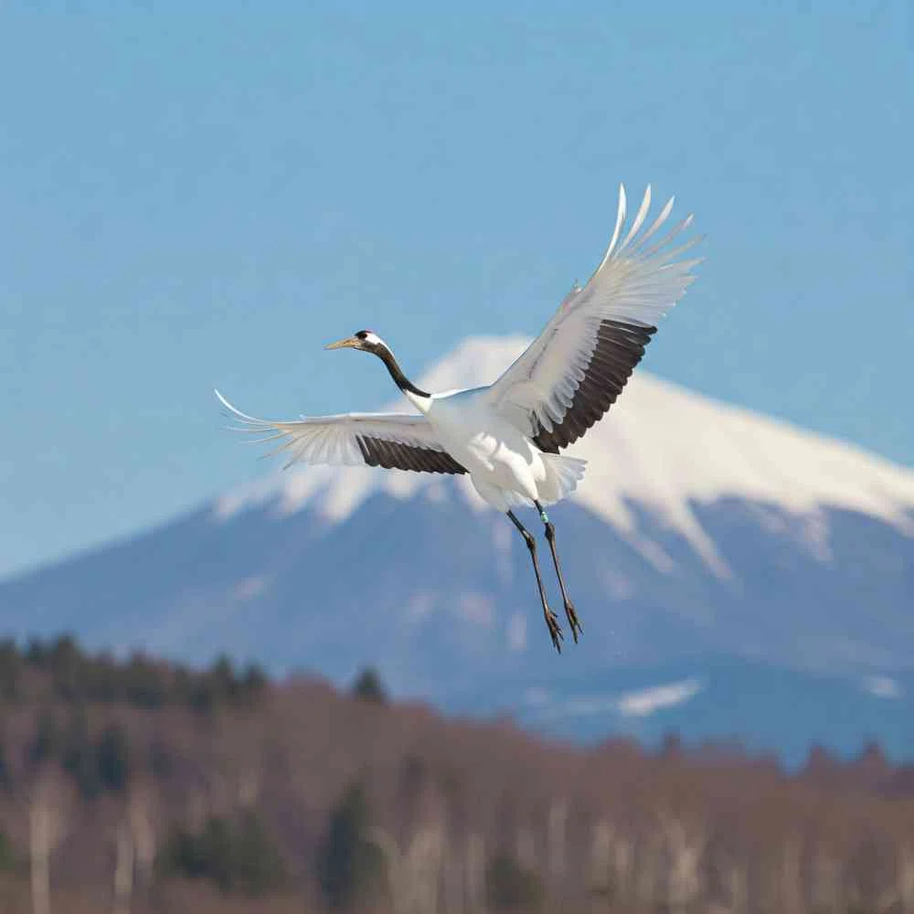 鶴(鳥) フリー写真、フリー素材:お土産屋 雑貨 沖縄県南城市 愛が届ける03