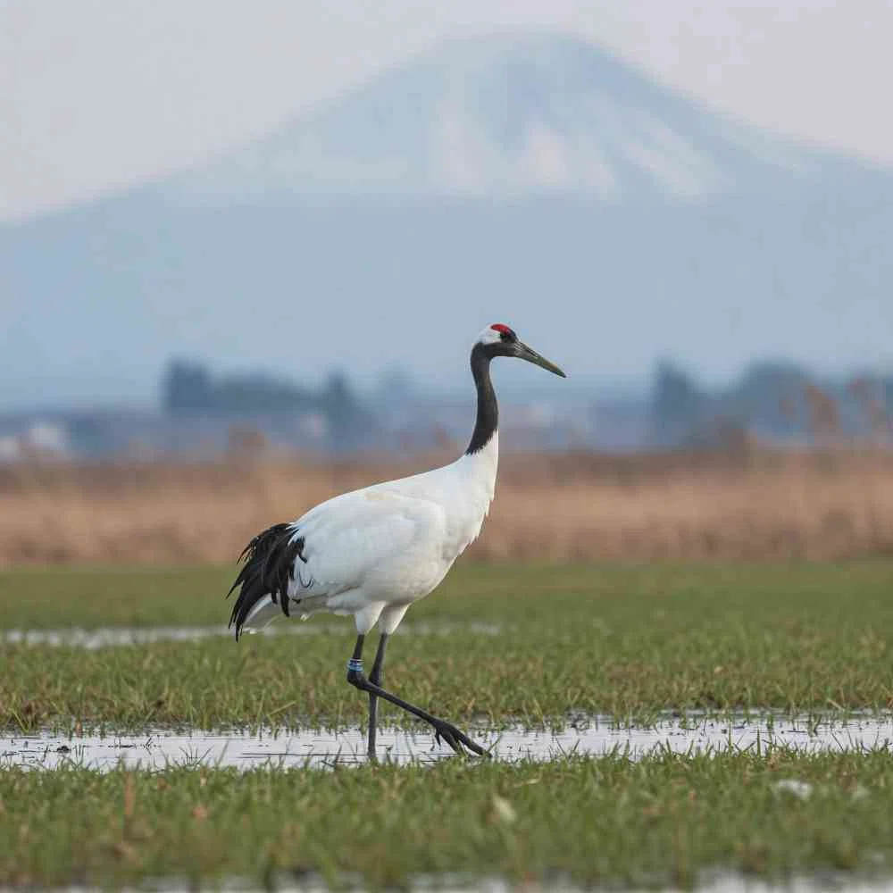 鶴(鳥) フリー写真、フリー素材:お土産屋 雑貨 沖縄県南城市 愛が届ける02