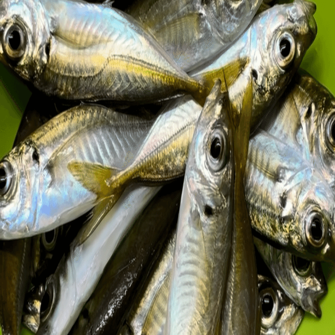 8匹目 コマセすらいらない 簡単スマートアジ釣り釣法｜天草