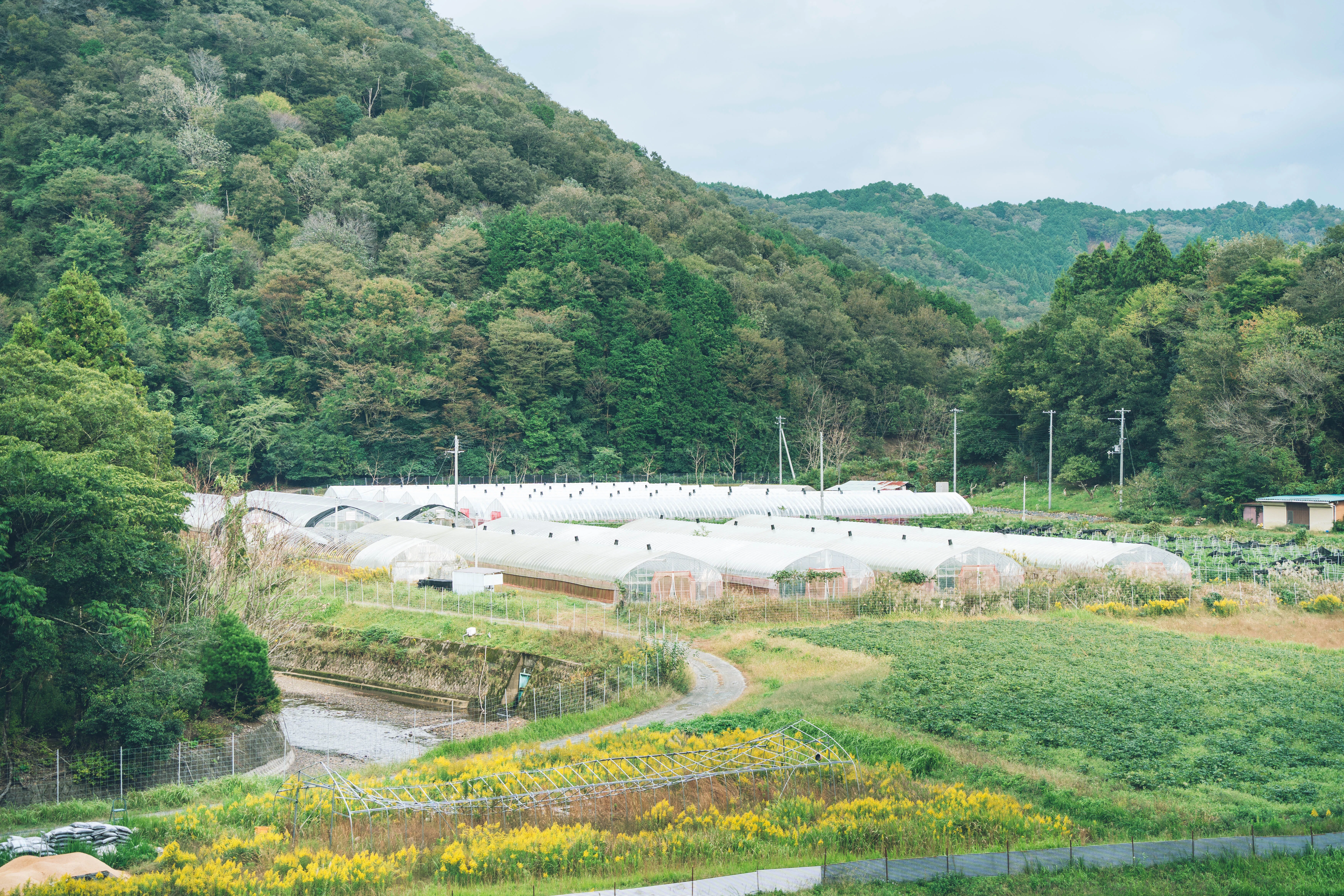 ワーホリ×農業で人材不足を解決！日本最大の万願寺とうがらし農家の