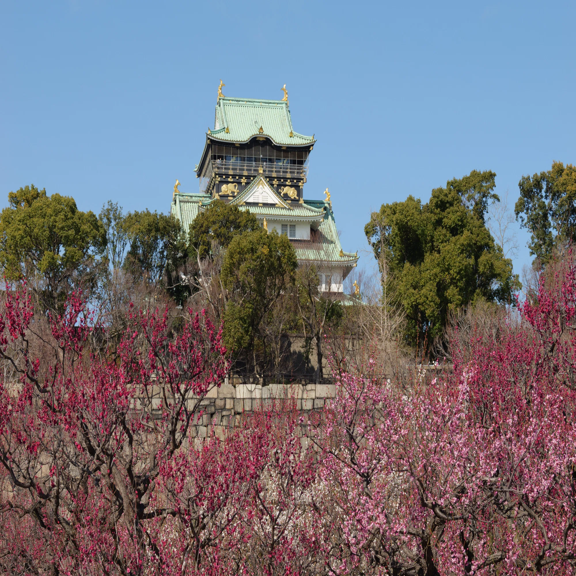 春の絶景・大阪城梅林｜写真日記｜Aki くらしフォトグラファー
