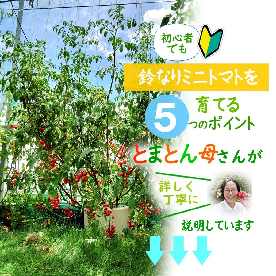 🍅とまとん母さん栽培例】プチぷよ1688個・ホームハイポニカ