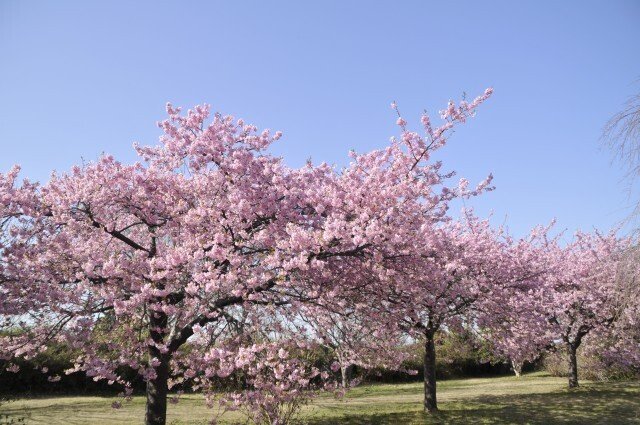 鹿島城山公園に河津桜を見に…。｜Fire-Shirousa