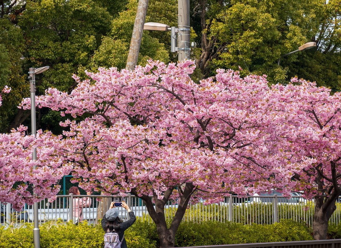 OM-5とLUMIX G99IIで行く「河津桜」花見｜Photographer non🐤