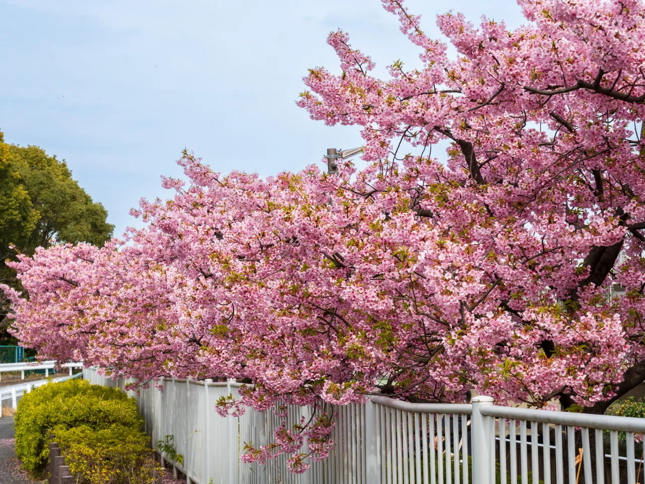 OM-5とLUMIX G99IIで行く「河津桜」花見｜Photographer non🐤