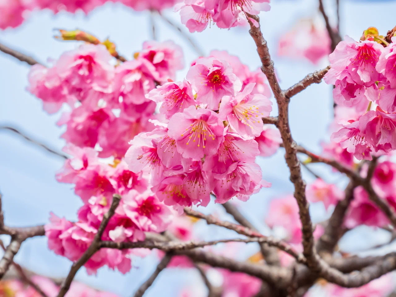 OM-5とLUMIX G99IIで行く「河津桜」花見｜Photographer non🐤