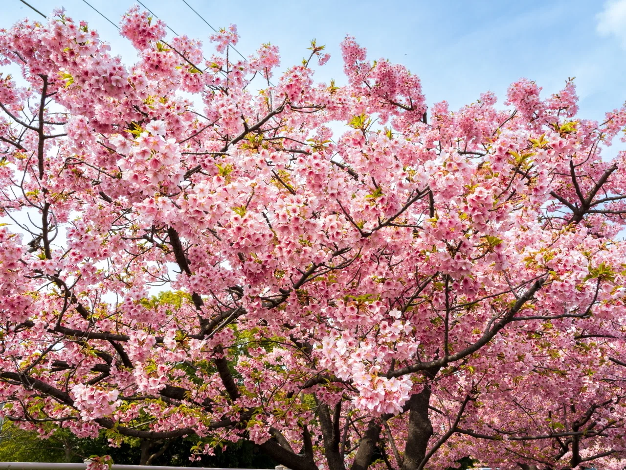 OM-5とLUMIX G99IIで行く「河津桜」花見｜Photographer non🐤