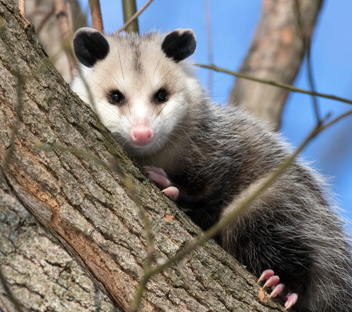 ひとやすみ ＊ Opossum｜ローリー