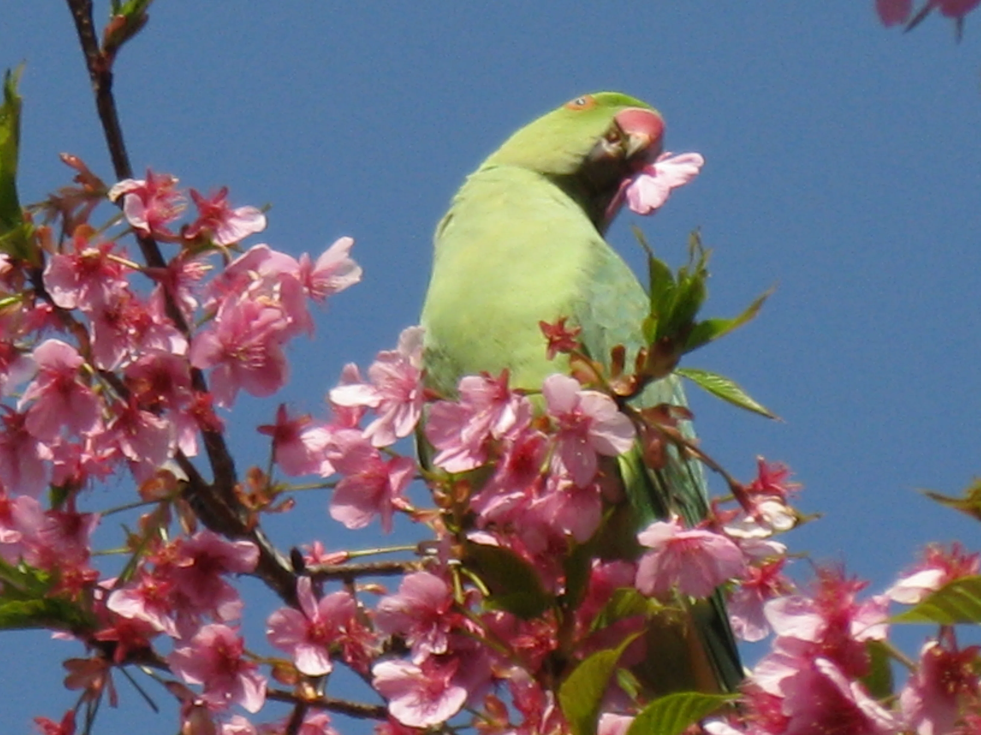河津桜を食べる野生化したインコ｜多摩湖77