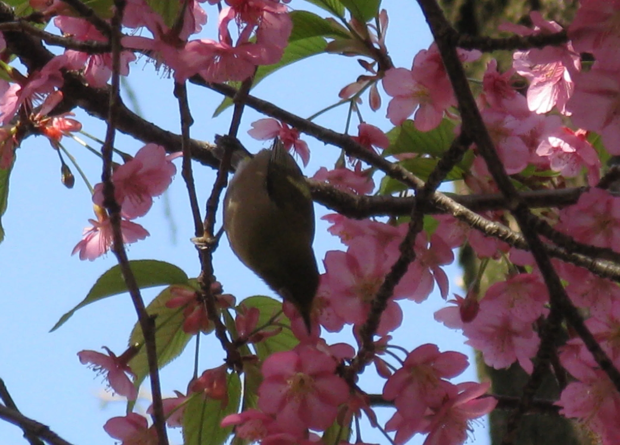 河津桜を食べる野生化したインコ｜多摩湖77