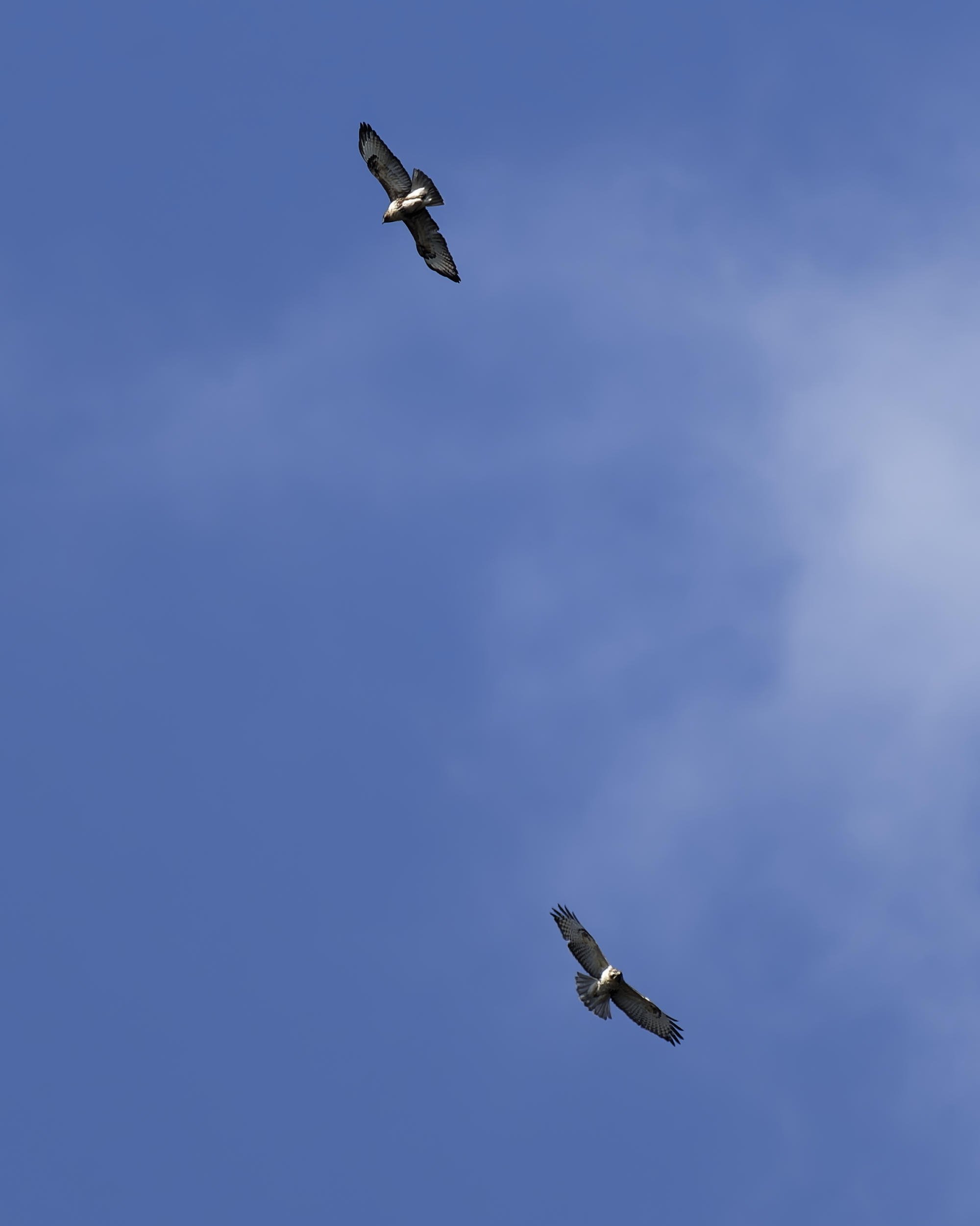 上空を飛ぶノスリとトビ｜Miya