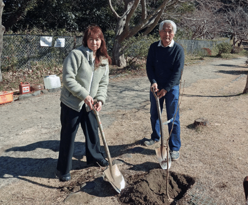 2025年の鎌倉桜「桐ケ谷」を御成中学校、源氏山公園に植樹｜一般