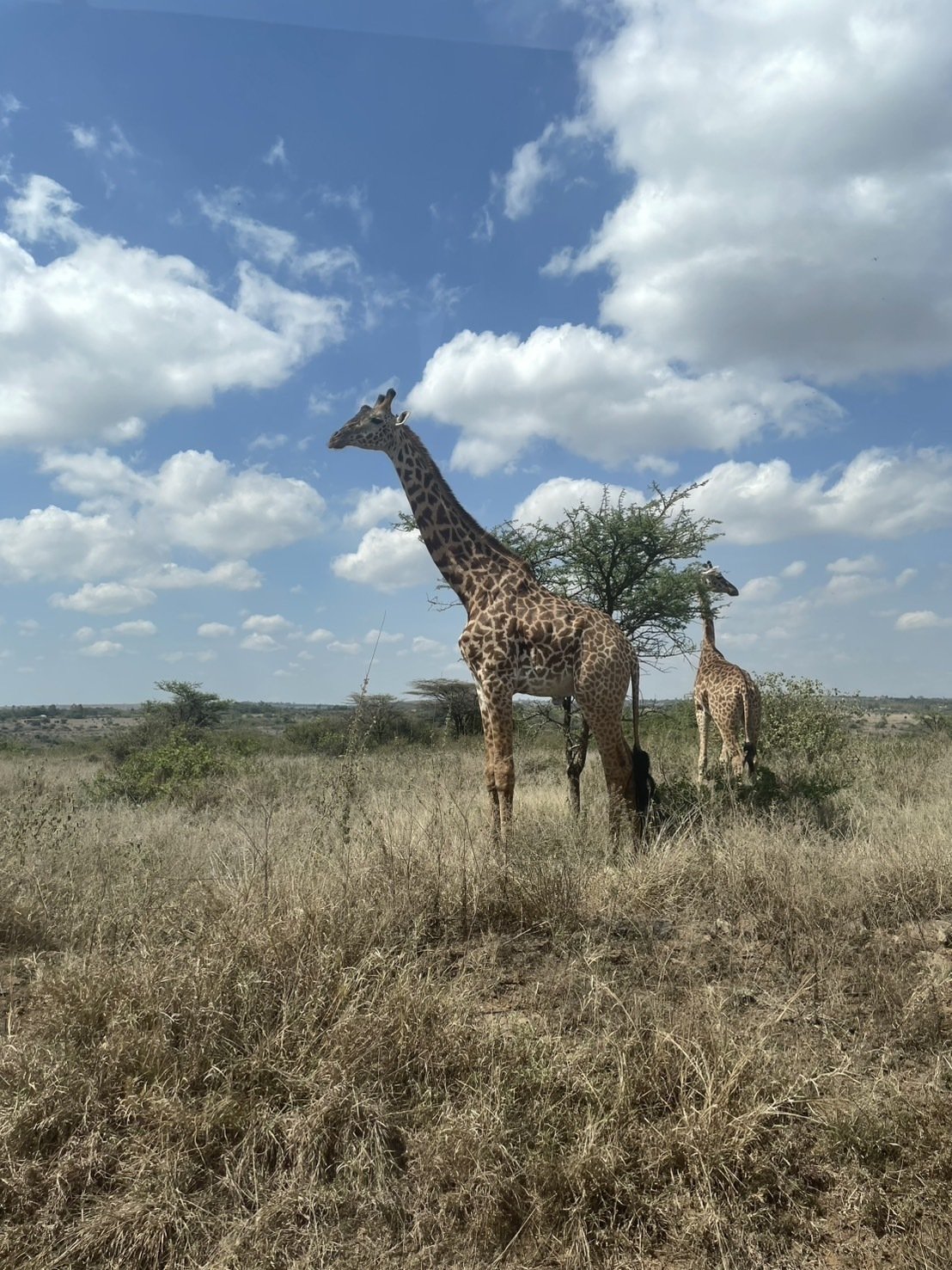 Vol.91 初アフリカの大学生がアフリカ盆踊りのついでにケニアを観光し