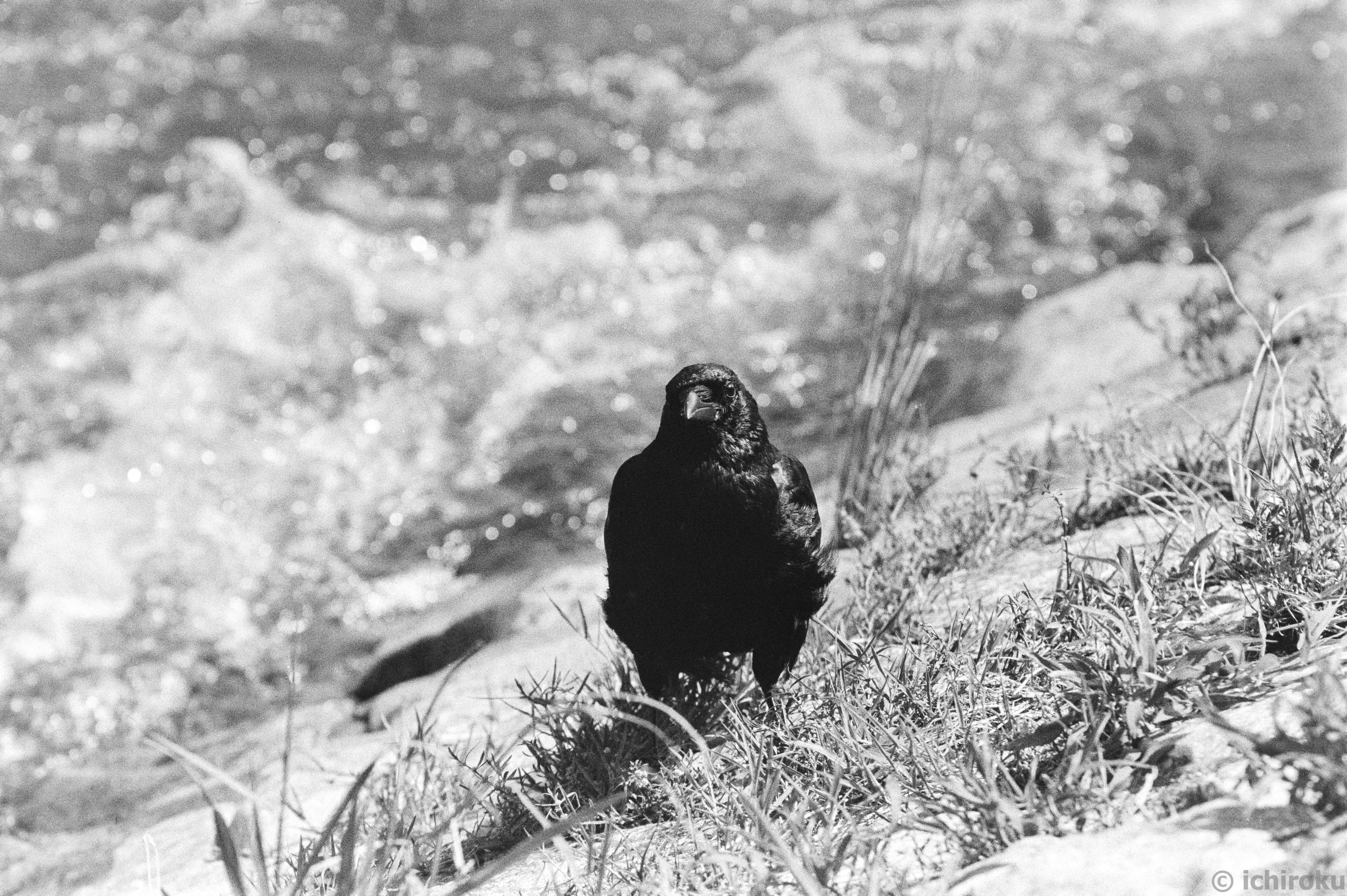 写真集「鴉 / RAVENS」深瀬昌久｜いちろく📷️
