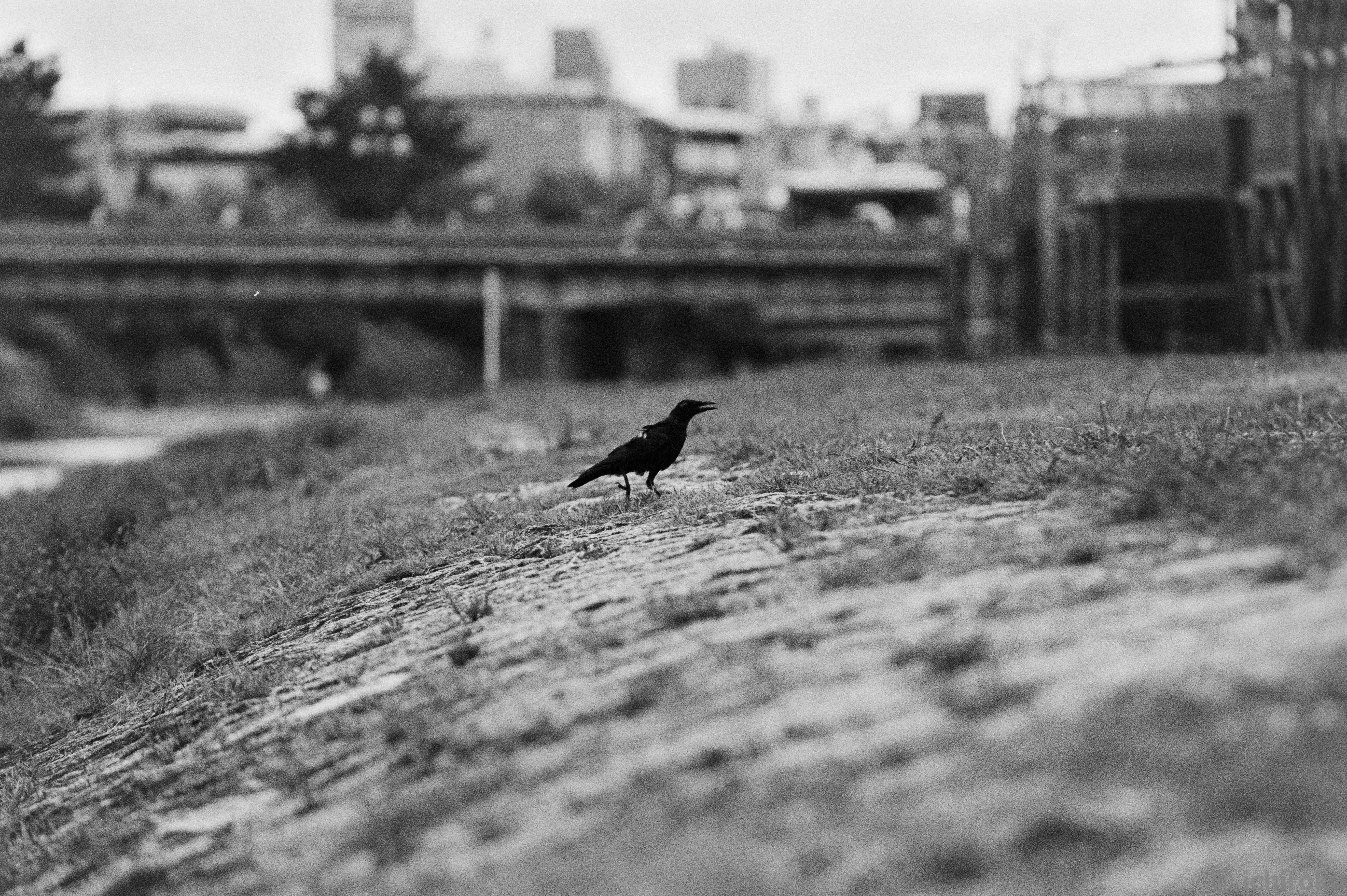 写真集「鴉 / RAVENS」深瀬昌久｜いちろく📷️