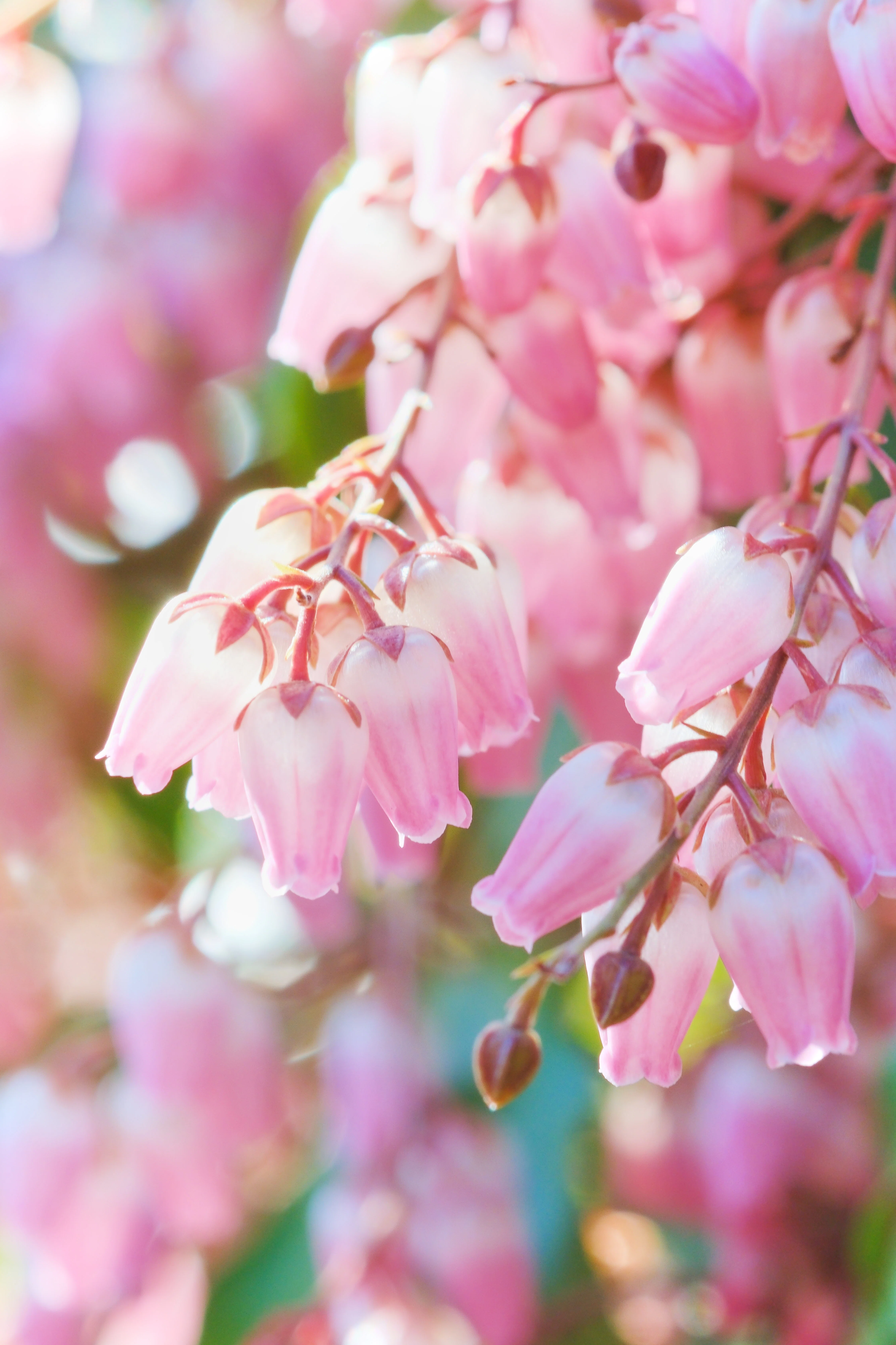 お花を撮るなら？ X-T5にXF60mm F2.4Rつけていくよ｜シェル