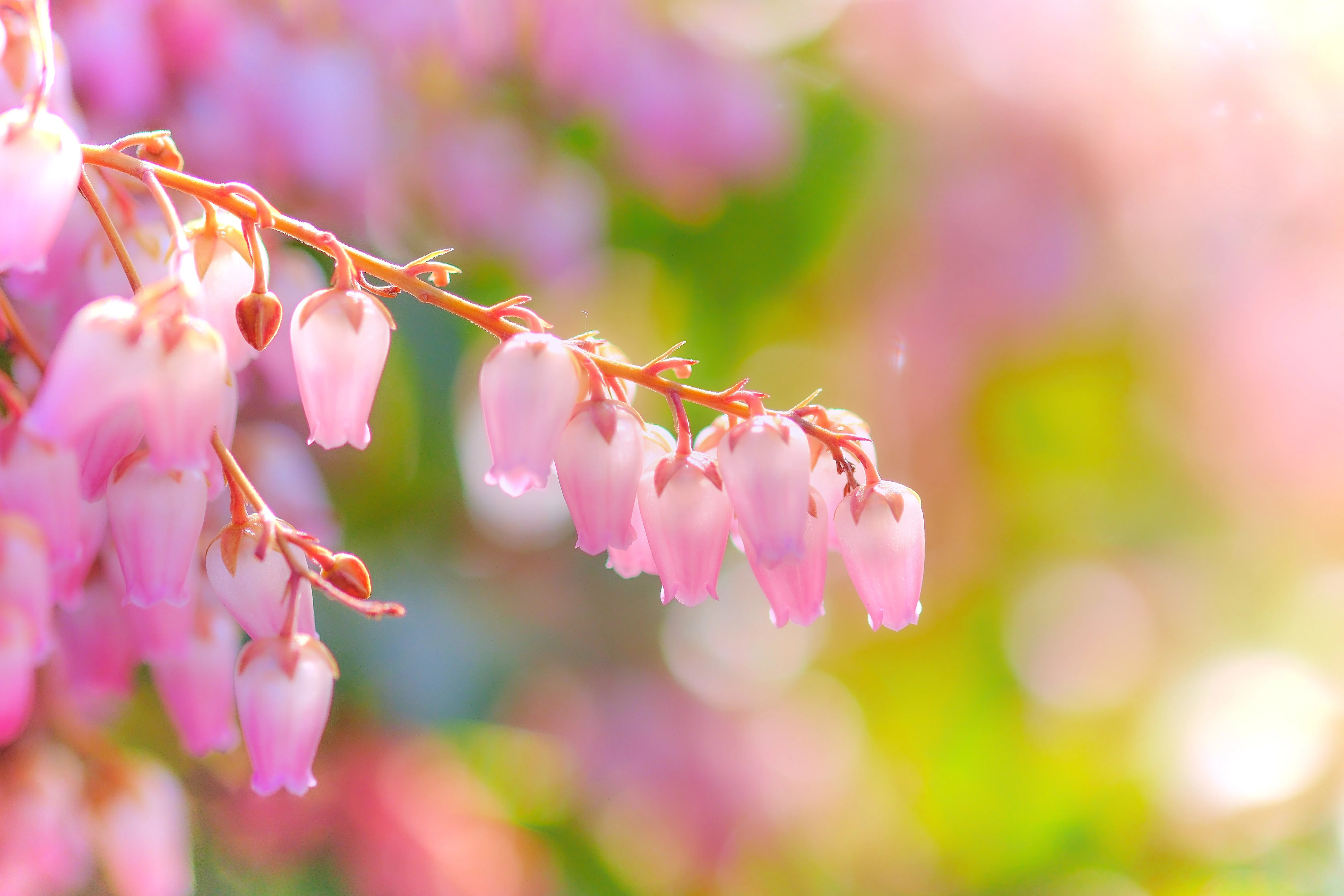 花の画像 お花を撮るなら？ X-T5にXF60mm F2.4Rつけていくよ｜シェル