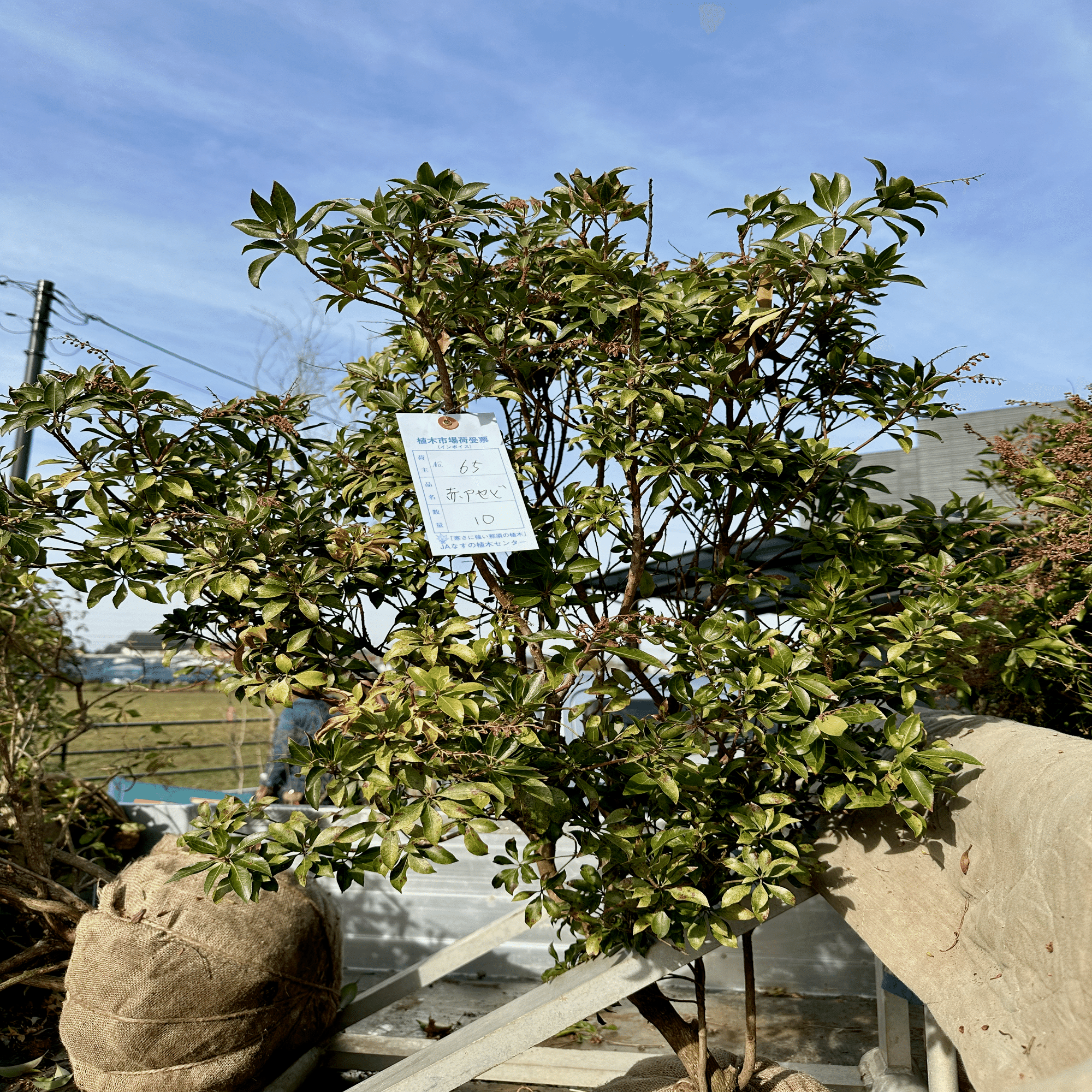 存在感。。山採り天然アセビ。 流れる雲のように。山採りアセビ。