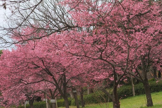 桜便り＞オカメザクラ｜清愁
