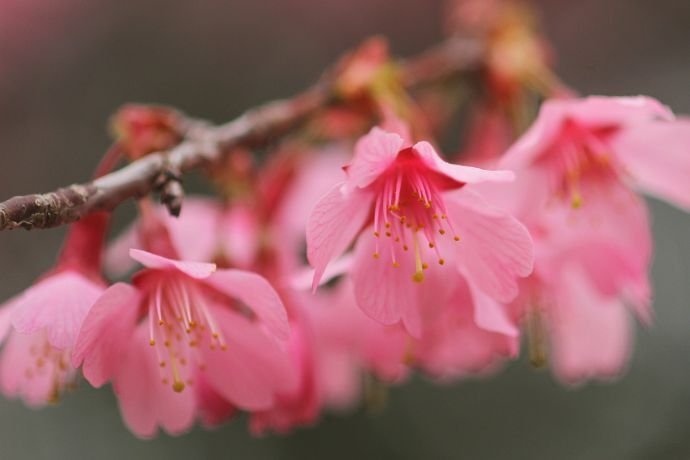 超綺麗☆ピンク桜花（おうか）☆メノウジオード丸玉YTZB86Y1/437Y01C 超綺麗☆ピンク桜花（おうか）☆メノウジオード丸玉YTZB86Y1/437Y01C