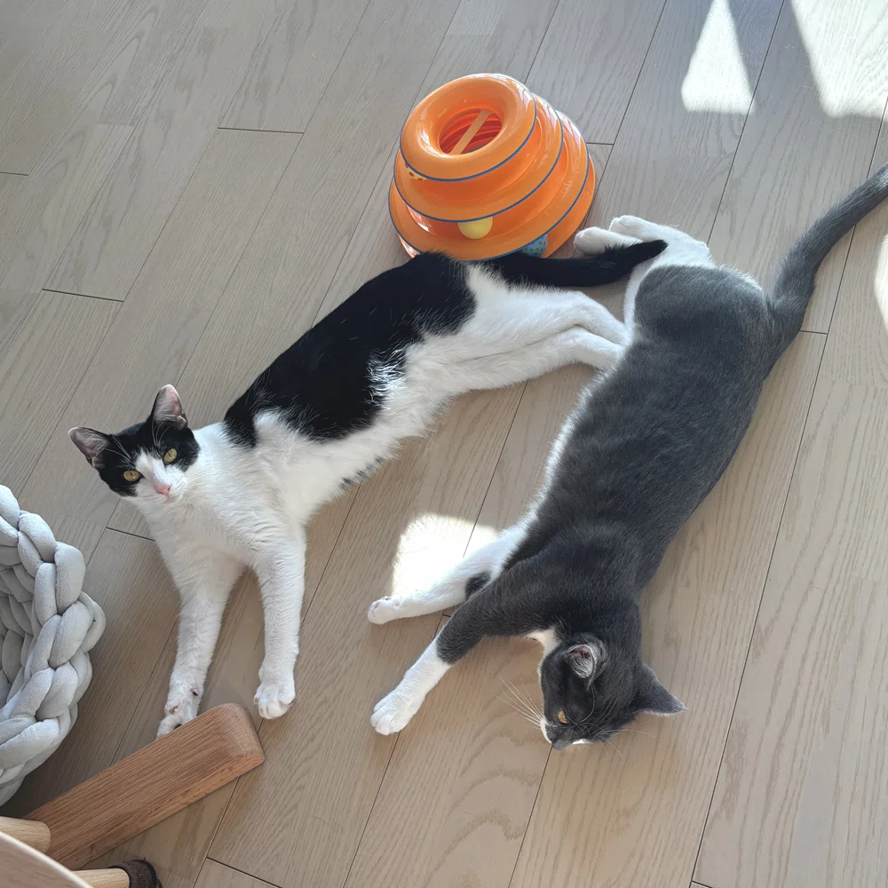 Living with Cats🐾 | Kitten Records: 8 Months Old｜あやぺりと猫