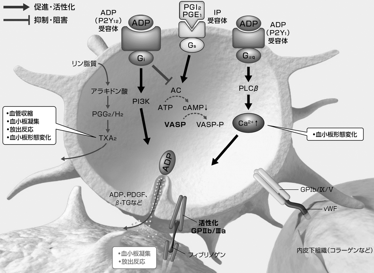 第106回薬剤師国家試験 問題・解答 更新 - 薬学ゼミナール