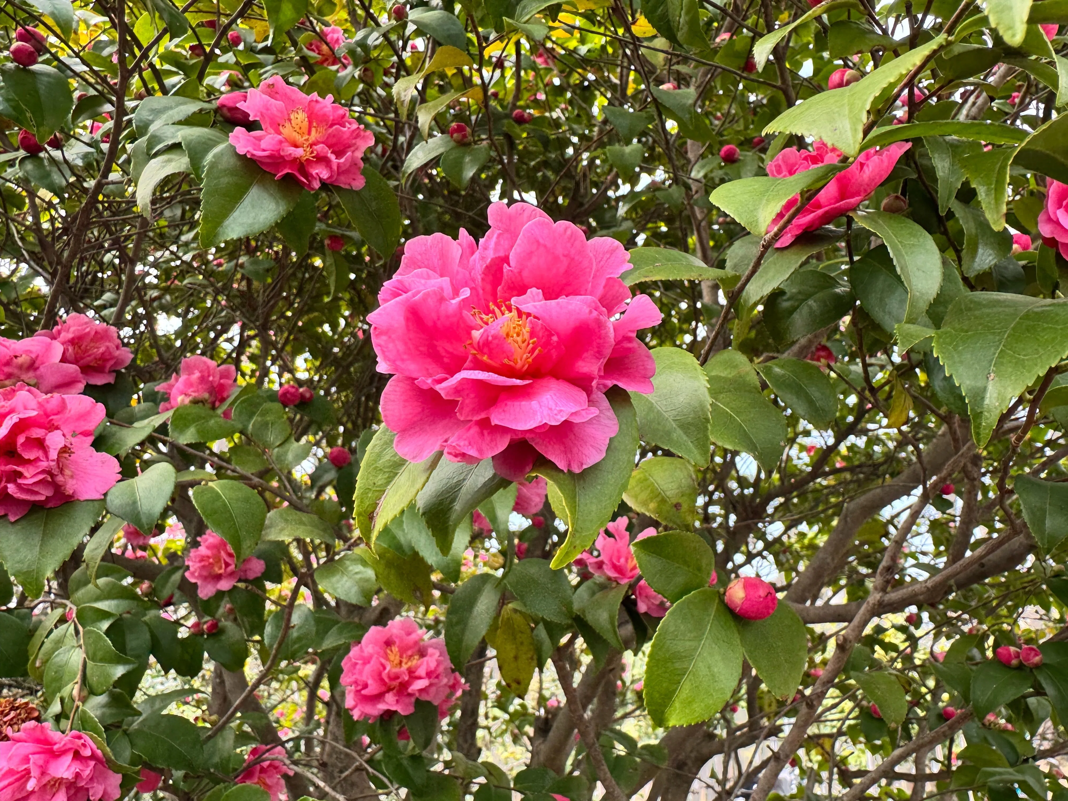 椿の花見｜Cressonboy