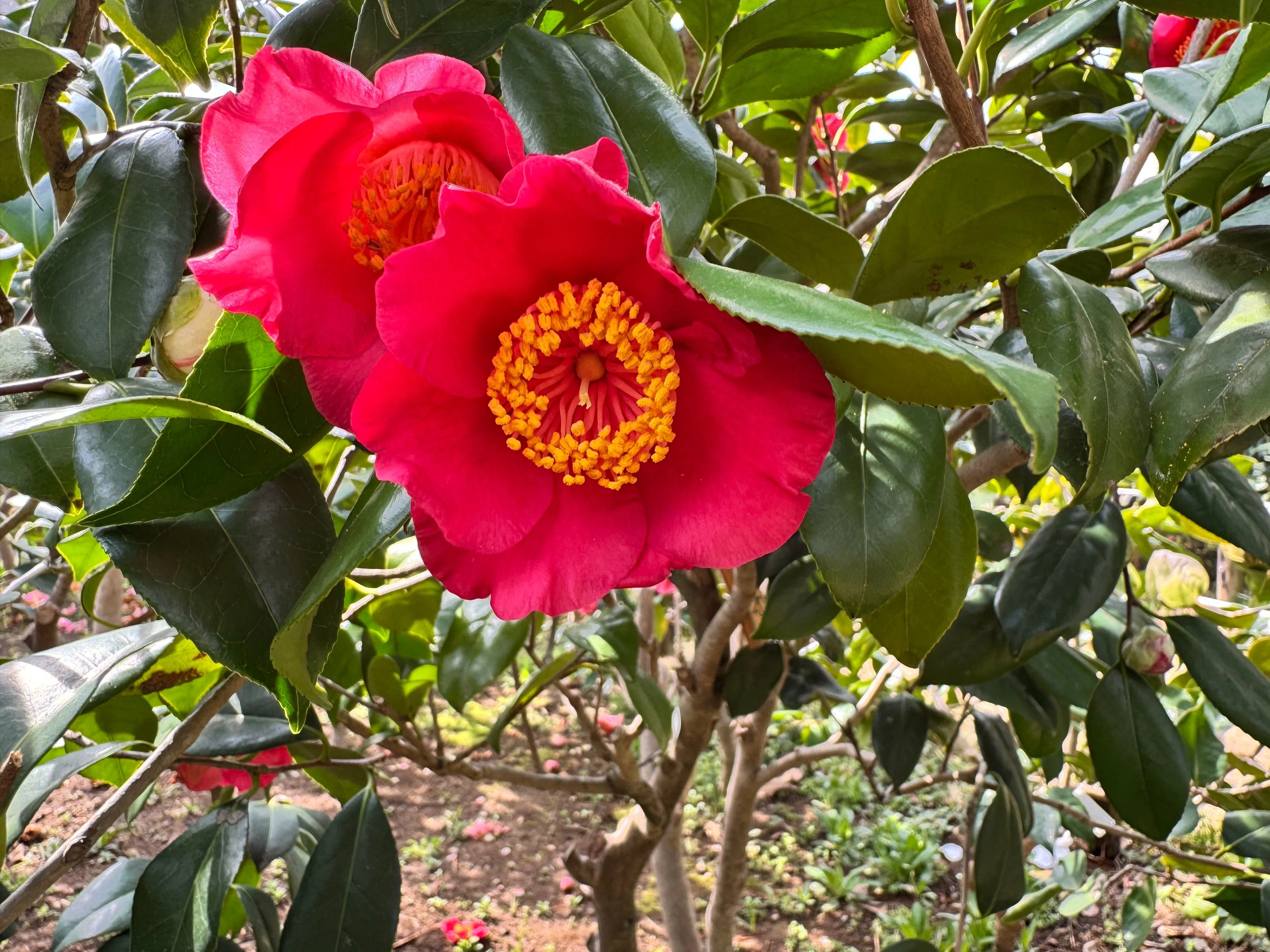 椿の花園散歩 椿の花園散歩 Walking Tour of Seattle Japanese Garden