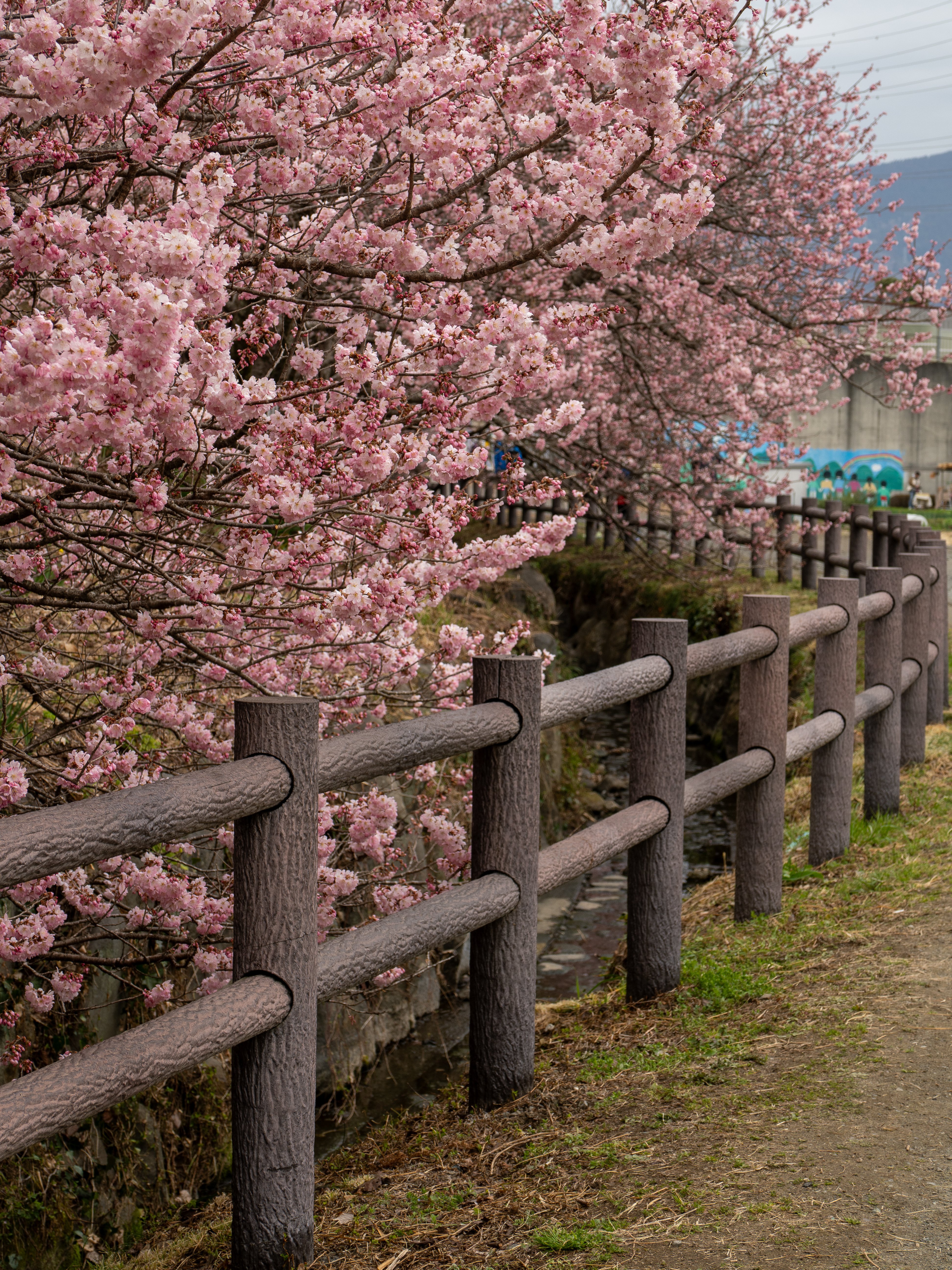 🌸春めき桜、知ってる？一の堰ハラネで出会った“春の色”🌸｜Bun bun