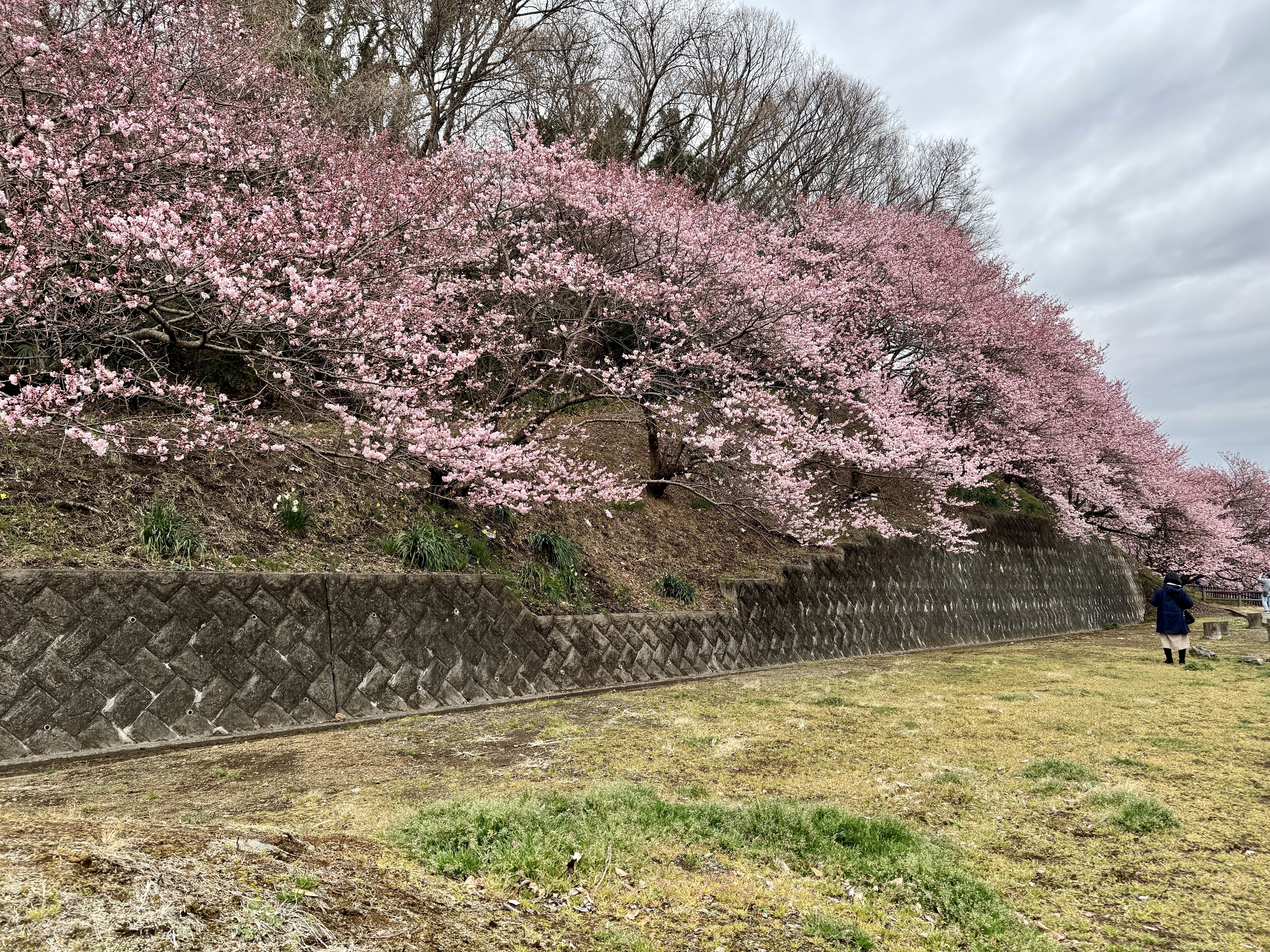 🌸春めき桜、知ってる？一の堰ハラネで出会った“春の色”🌸｜Bun bun