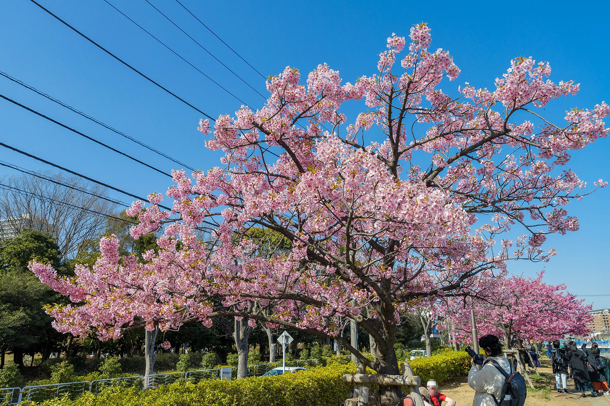 3/14 木場の河津桜｜七語零黎の「青・空・虹」
