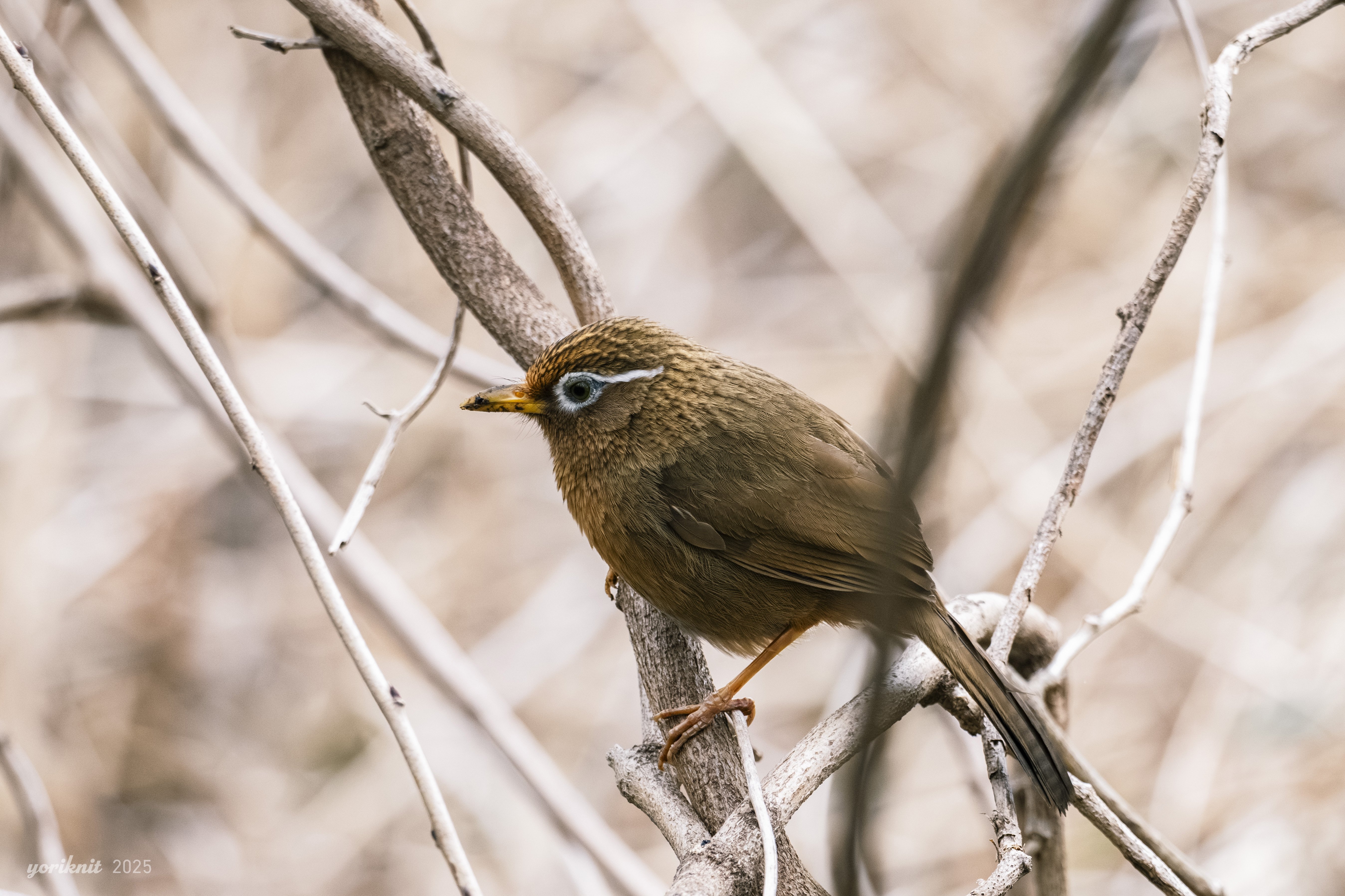 Nikon Z8 と Z50II の野鳥写真比較。｜yoriknit