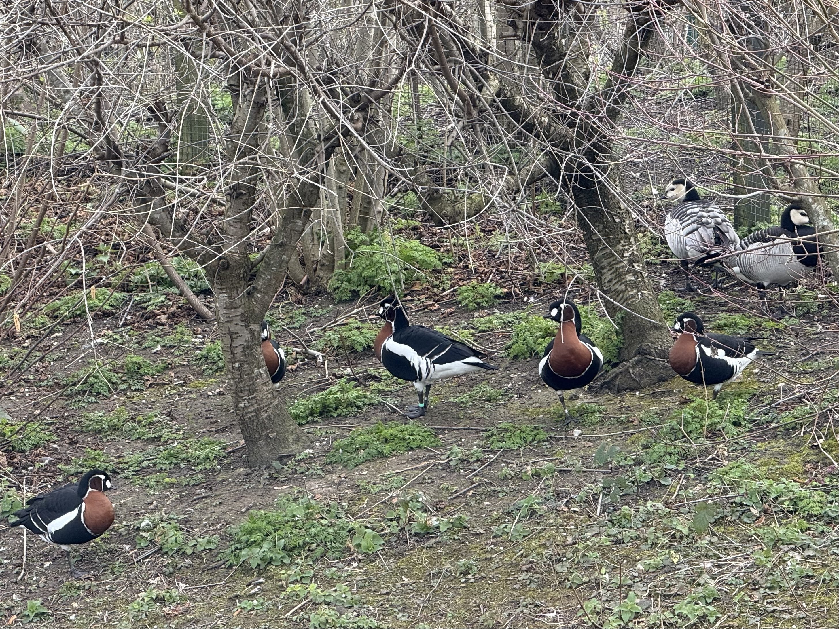 ロンドンの野鳥の楽園WWTウェットランド・センターに行ってきた｜のん