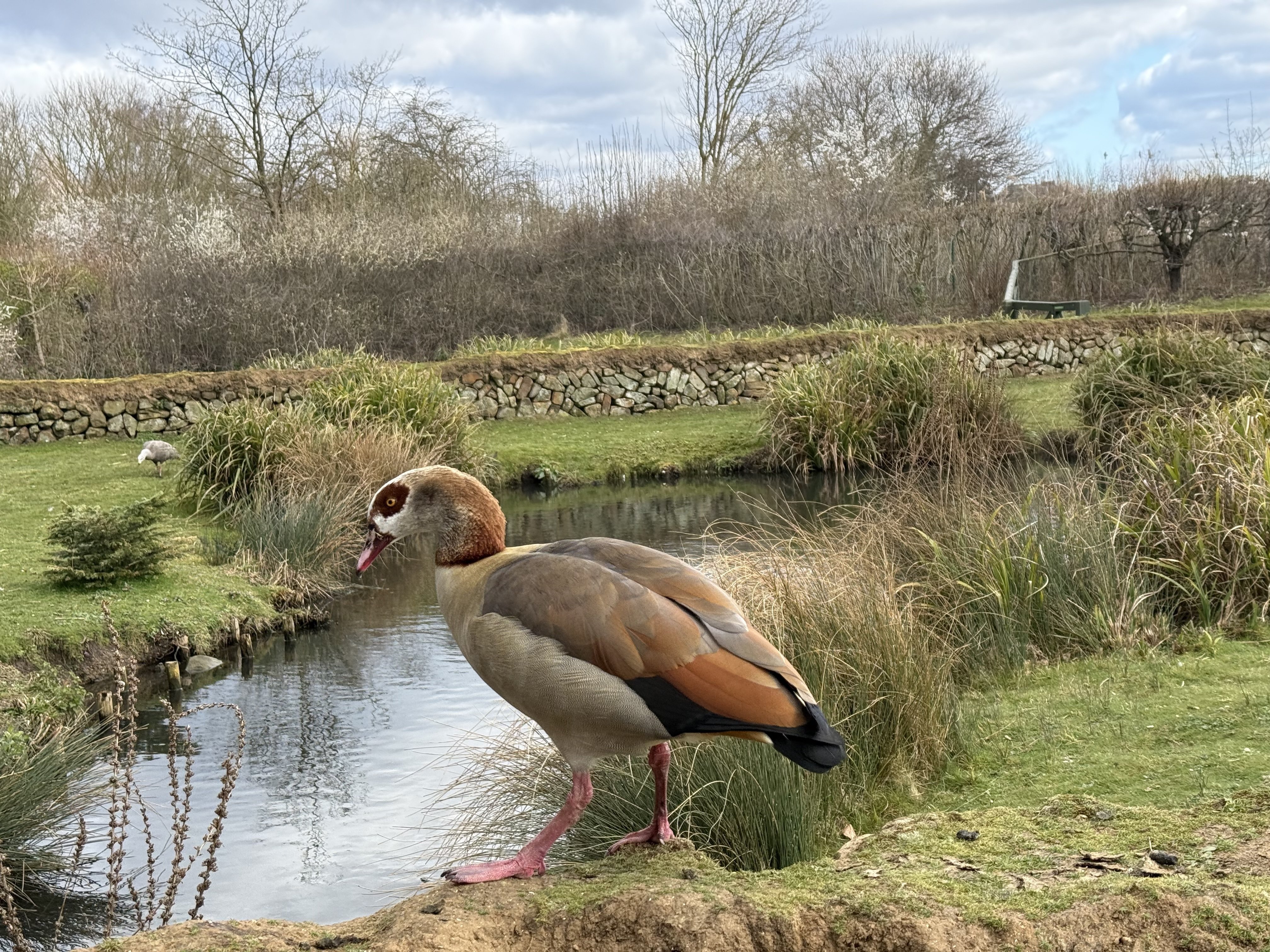 ロンドンの野鳥の楽園WWTウェットランド・センターに行ってきた｜のん