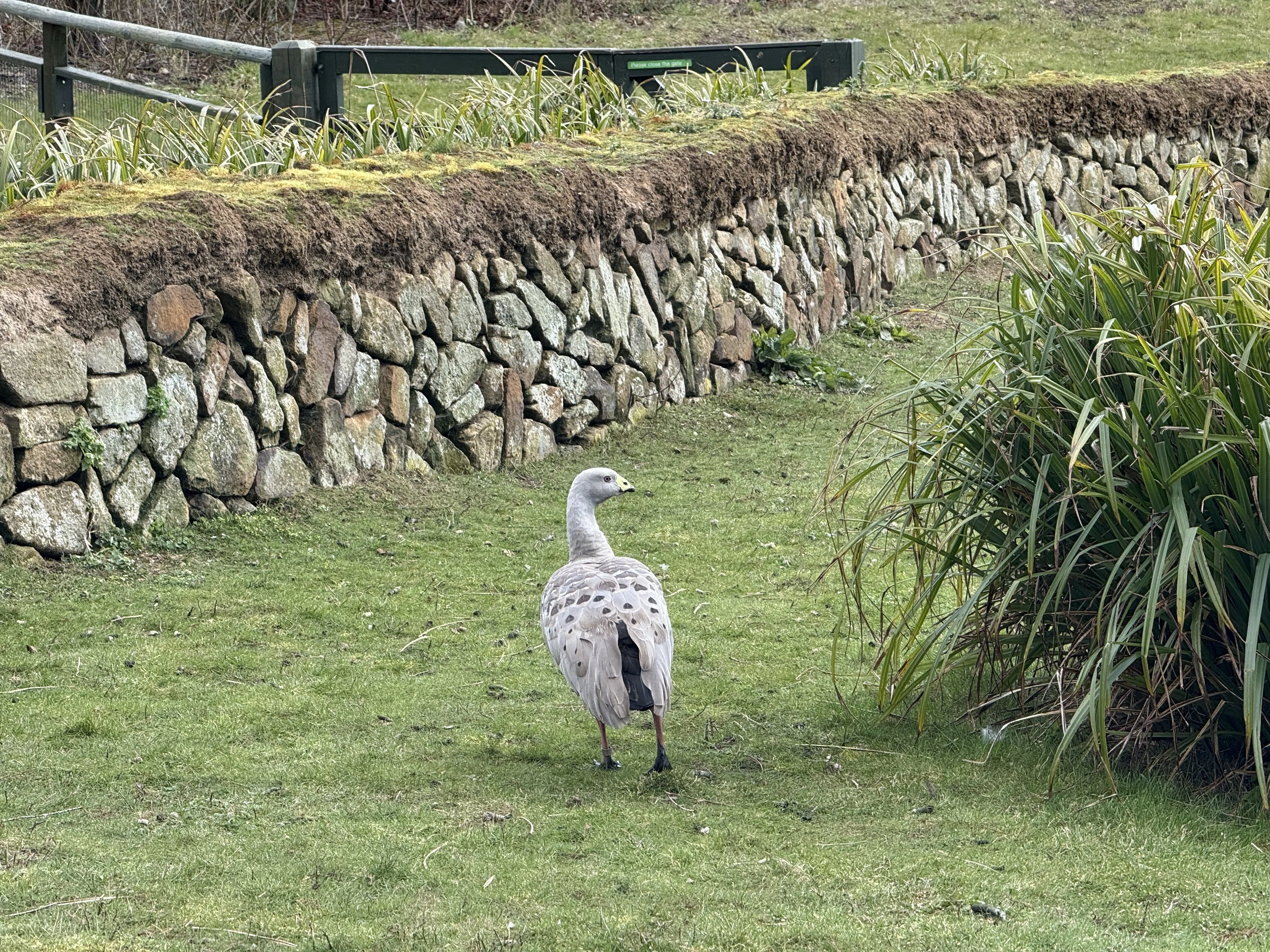 ロンドンの野鳥の楽園WWTウェットランド・センターに行ってきた｜のん子