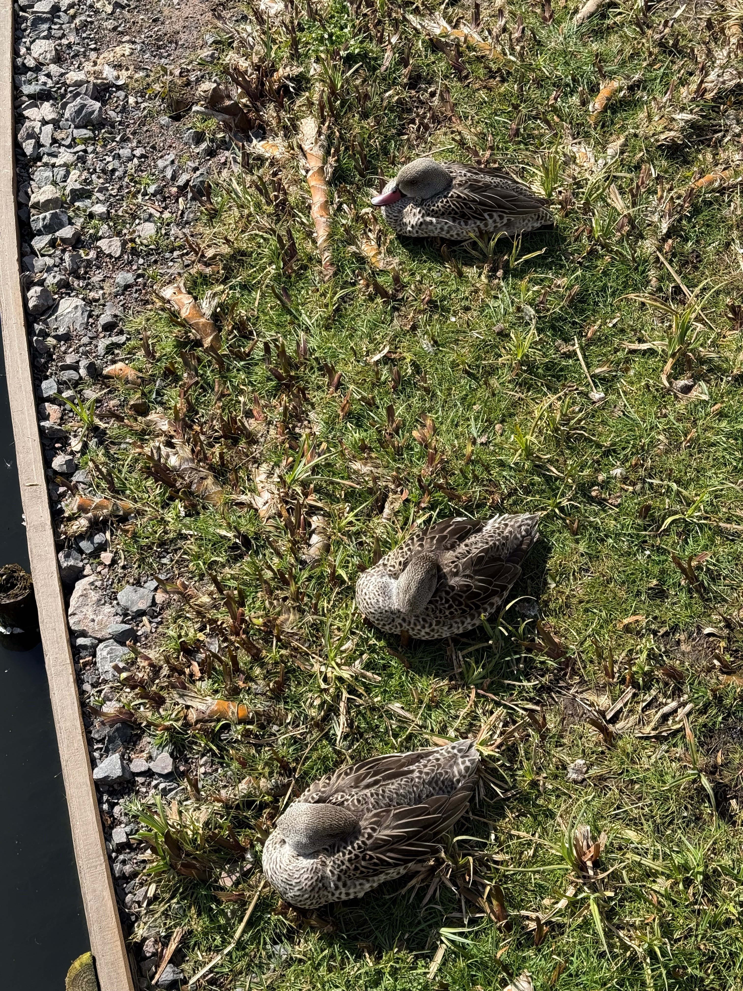 ロンドンの野鳥の楽園WWTウェットランド・センターに行ってきた｜のん